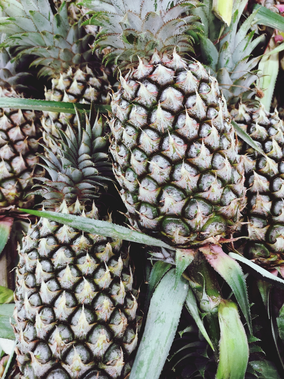 山菠萝的功效与作用#   78谈及山菠萝,这不仅仅是一种美味的水果