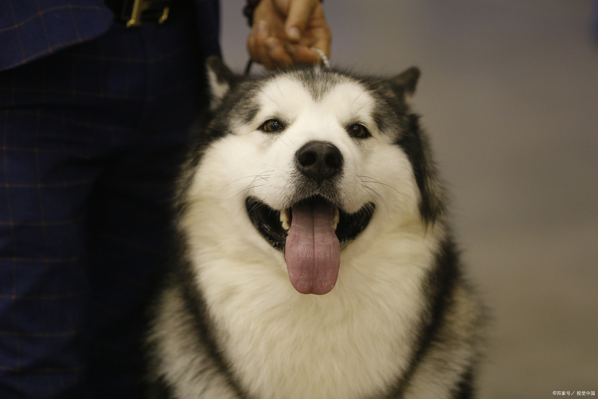 阿拉斯加犬壁纸图片