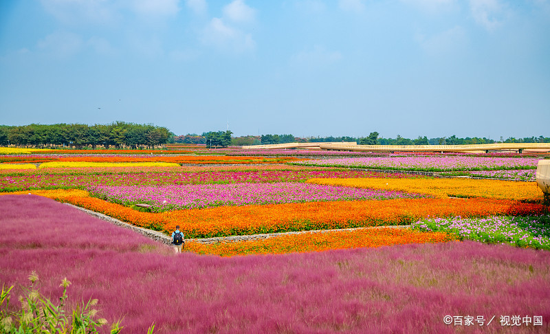 佛山阿农湾的稻田花海,美如画卷,适合拍照