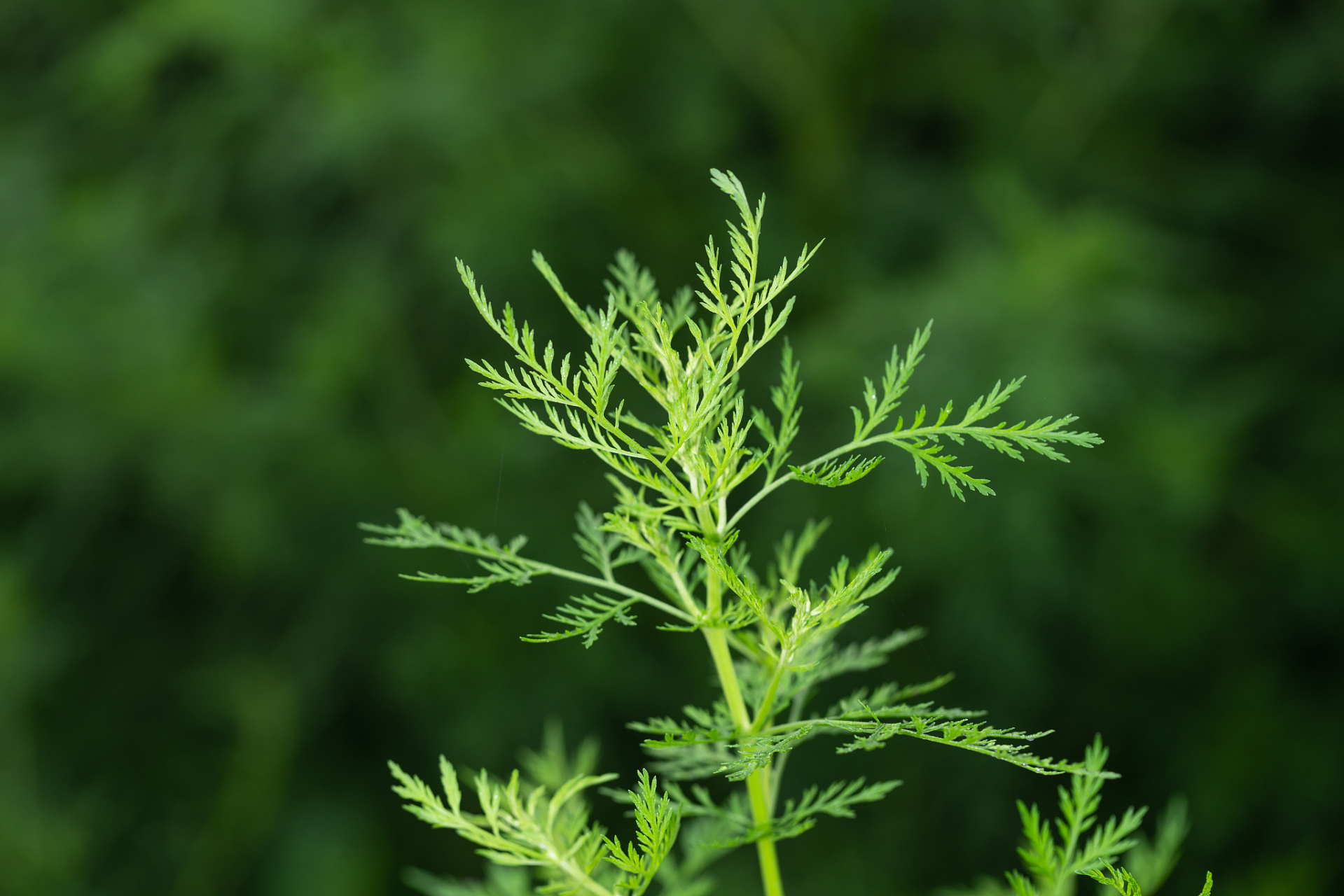 乙肝终于有救了,告诉大家一个一举消灭乙肝的好消息