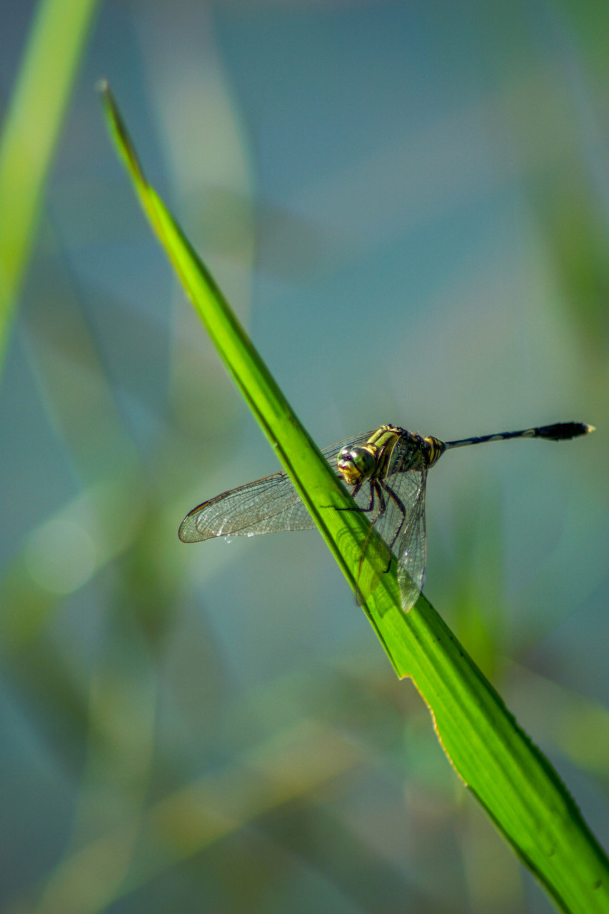 蜻蜓,优雅而独特的小战士!专吃害虫守护生态平衡.