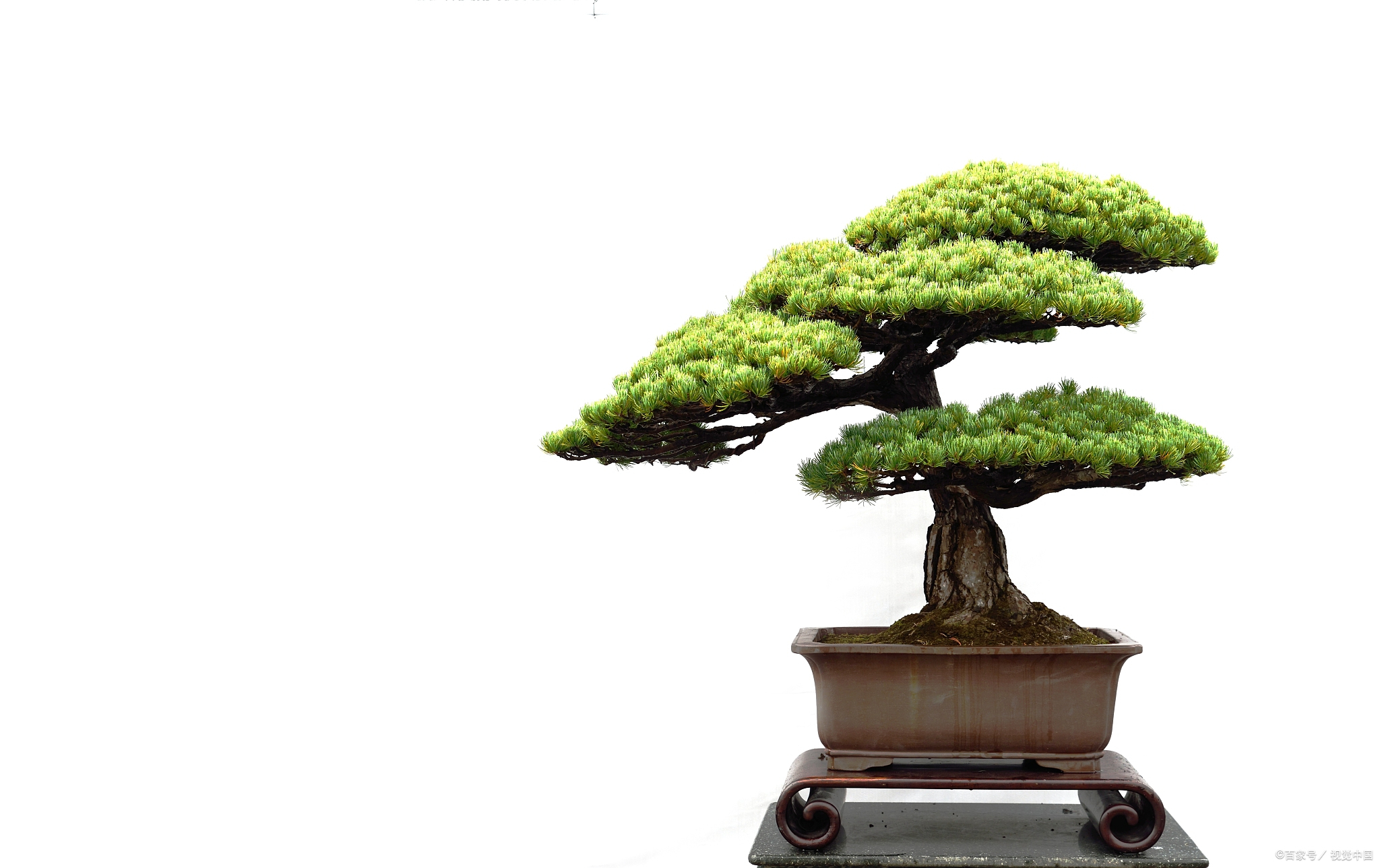 以下是关于文松盆栽养殖的方法: