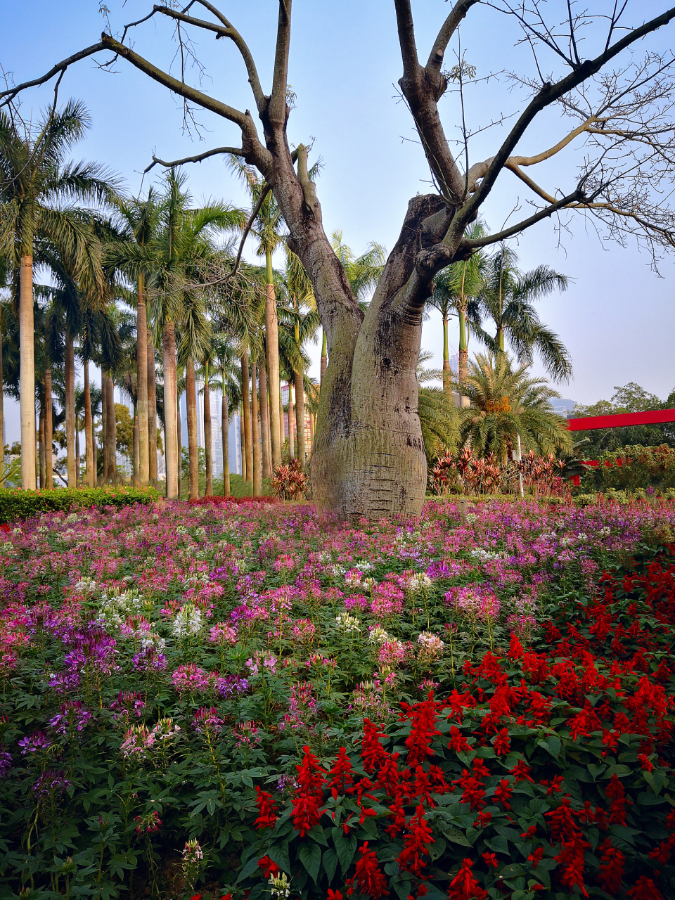 嬉行记# 北海市花公园,源自北海市的倾心之地,融合了悠久的历史和