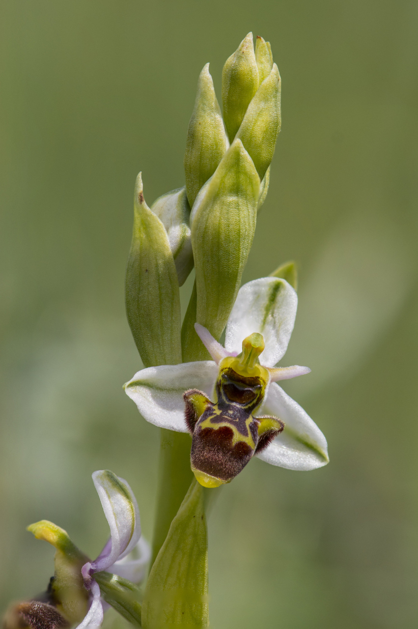 鸽兰是一种附生兰花,这意味着它生长在树木和其他植物上.