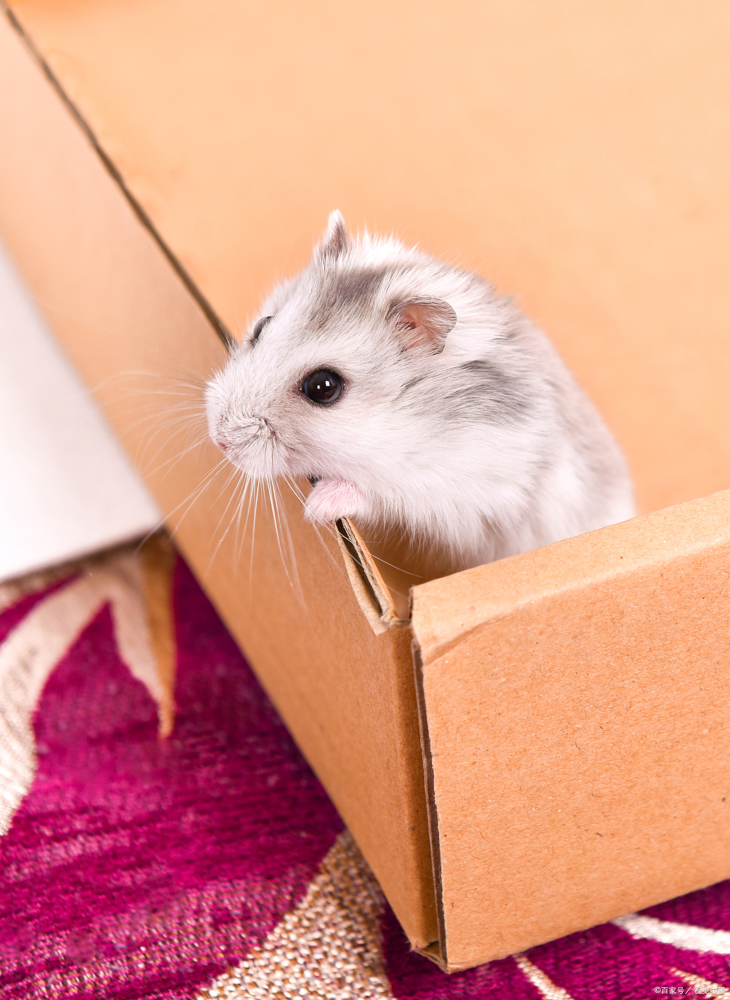 新手养仓鼠的十大禁忌