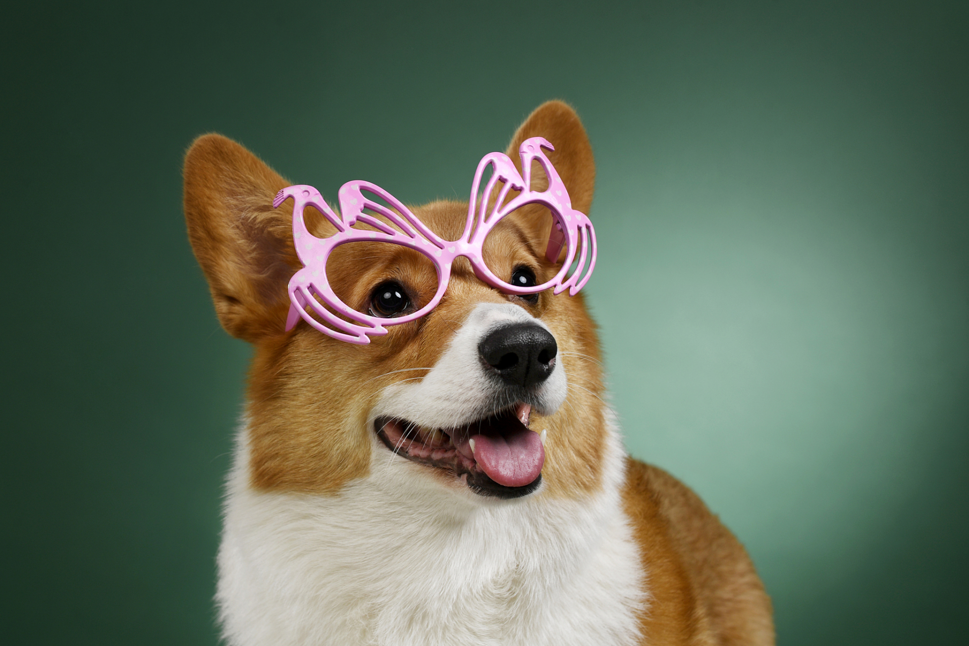 哪怕中东那些仗着巨大人势被收养的大型猫科动物,也无法在人类活动