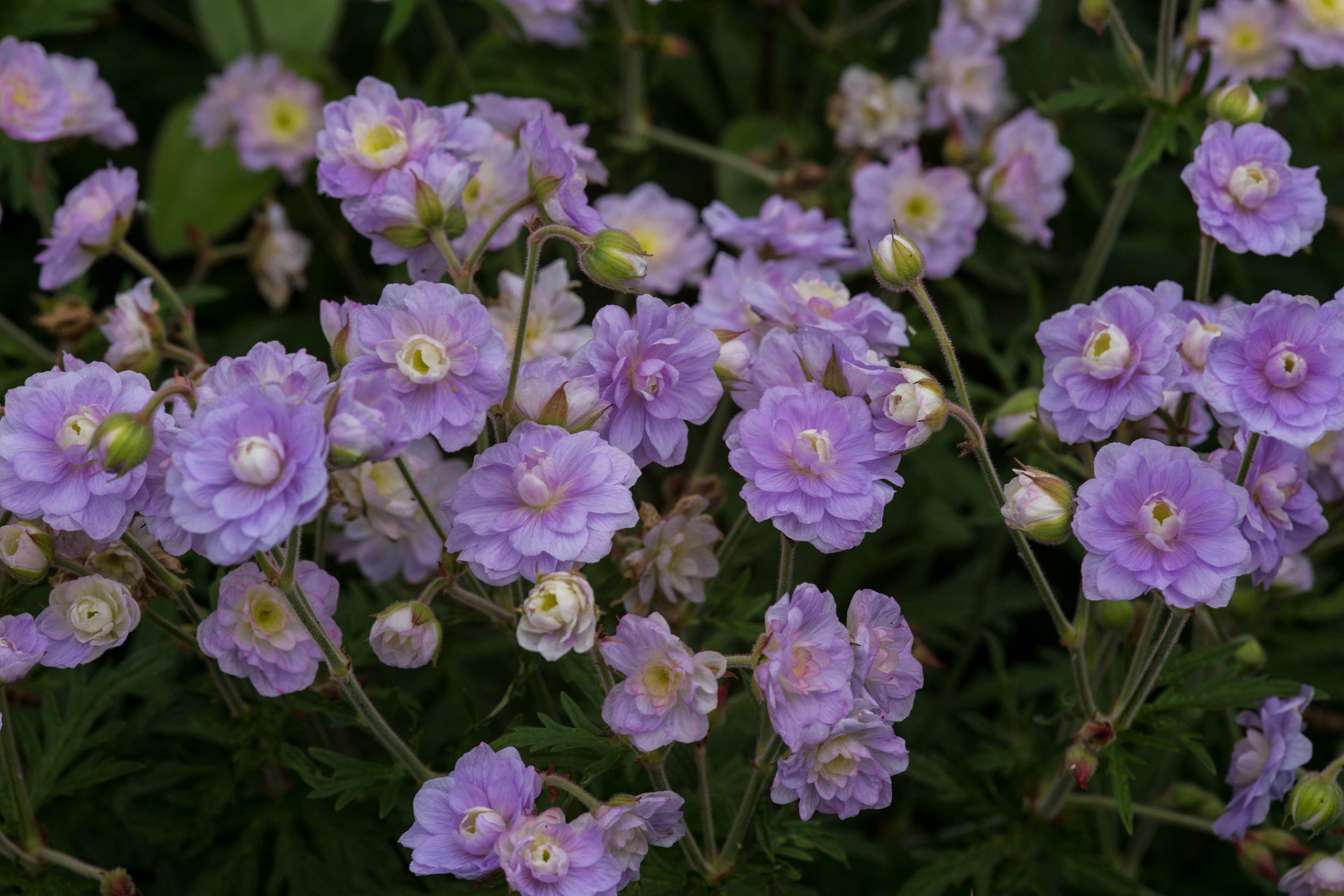香堇,一种独特而美丽的植物,以其芬芳的香气和富有吸引力的外表赢得了