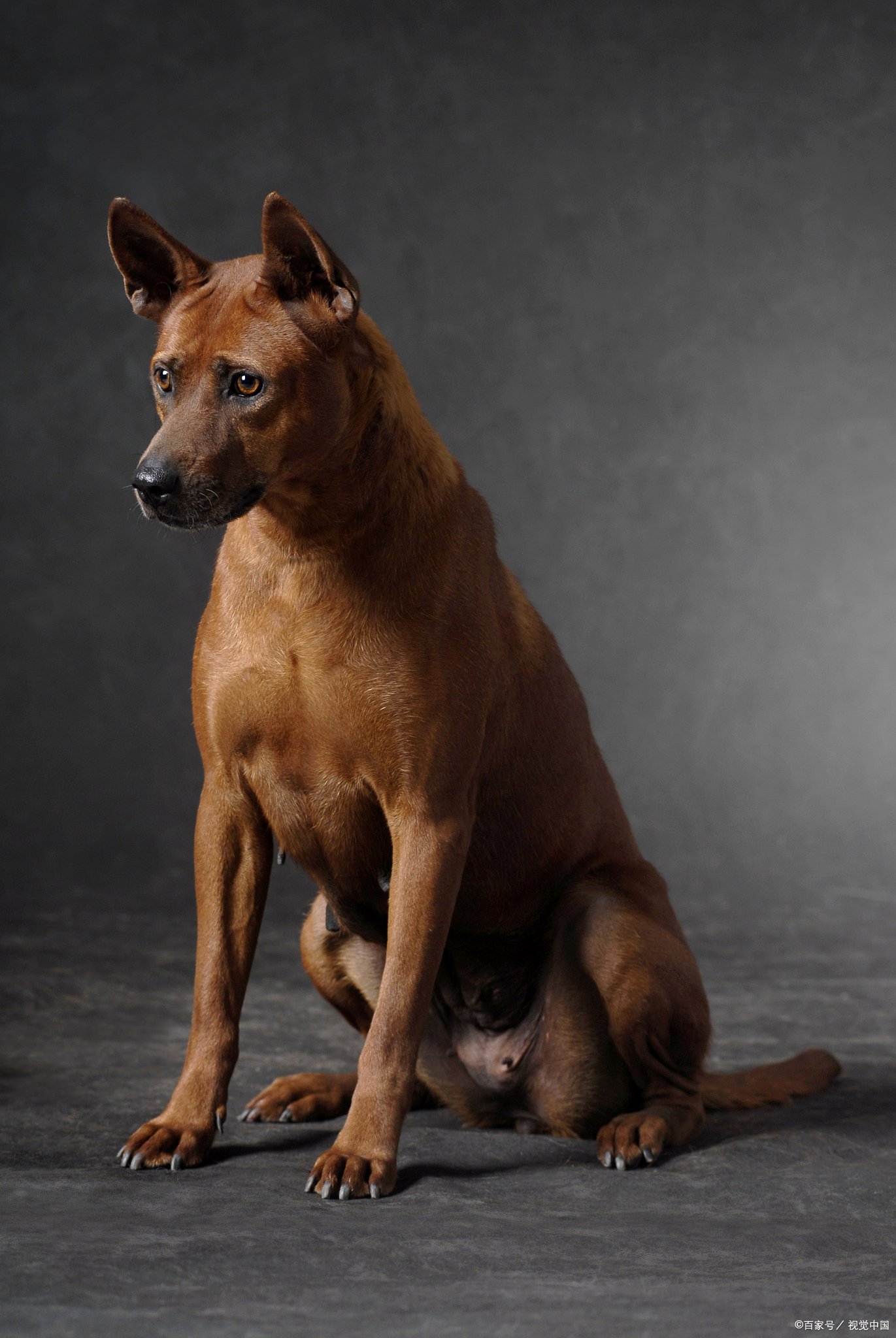 烈性犬是怎么分类的