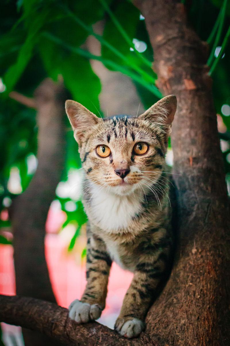 土猫虎斑图片