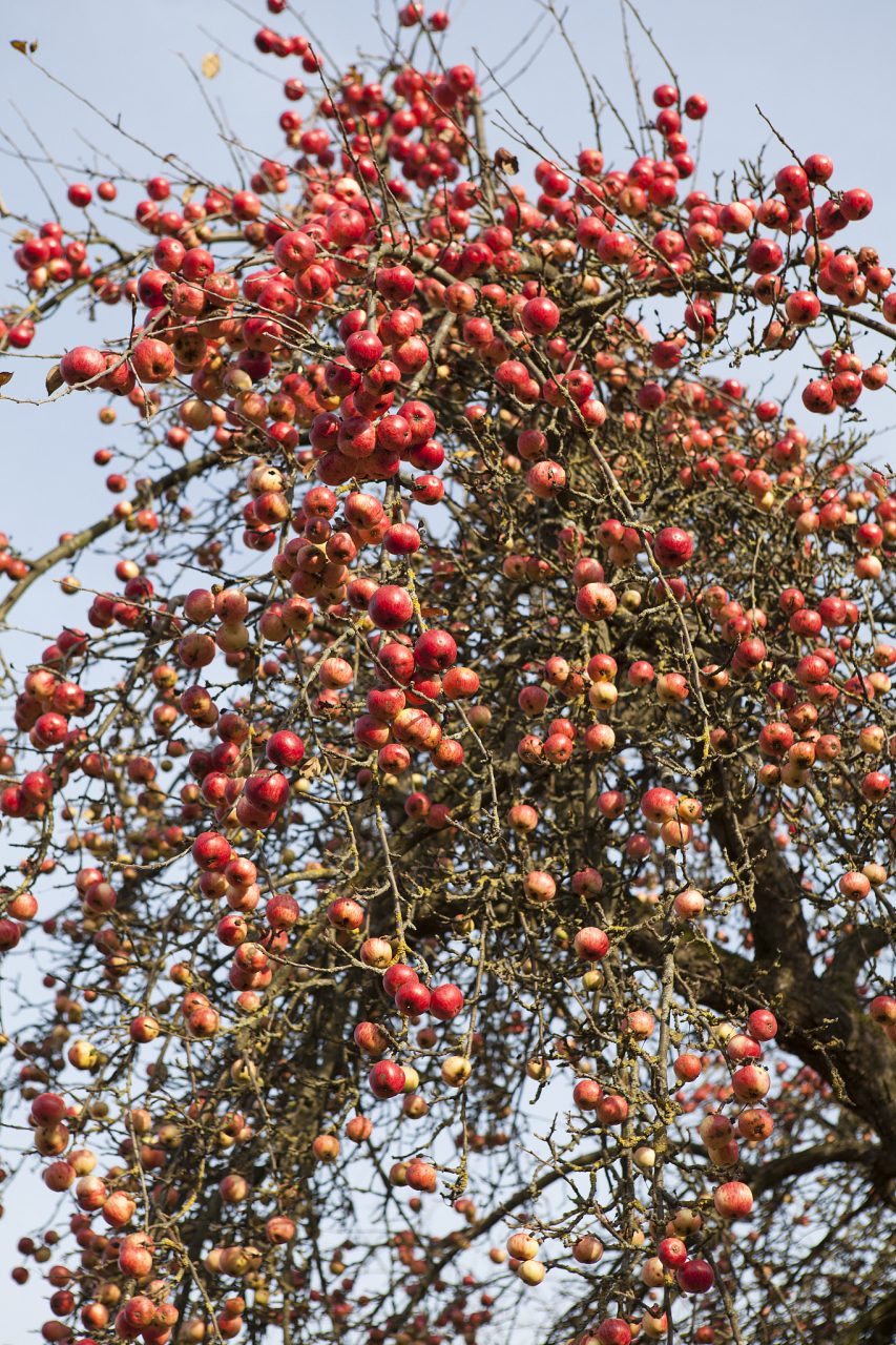 贵人果海棠养殖需提供疏松不太粘的土壤,充足光照,温