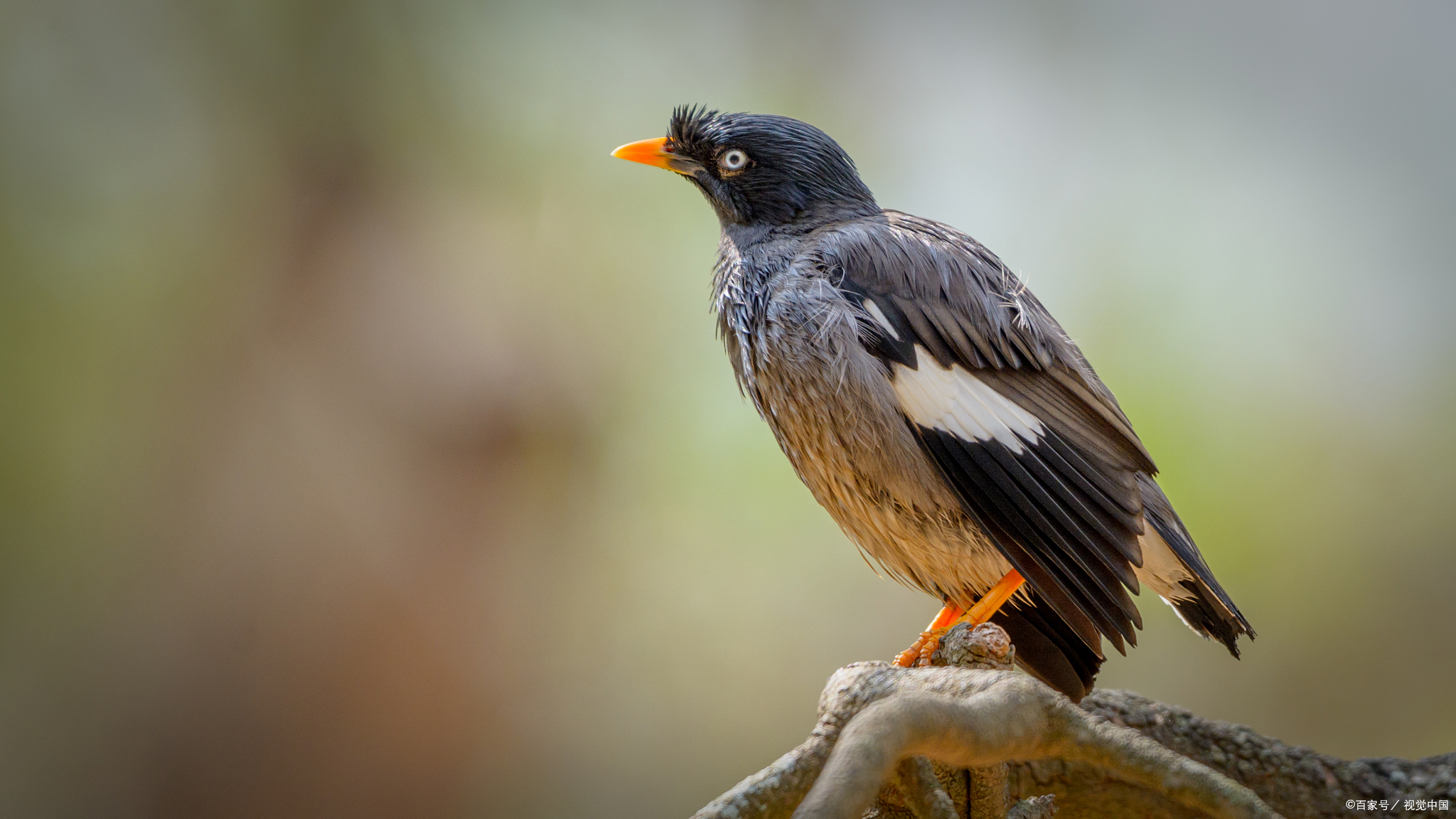 怎么挑选蜡嘴鸟?