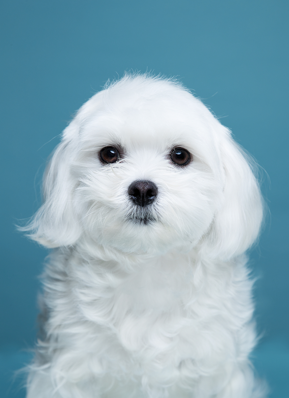 马尔济斯犬是一种非常迷人的小型犬,它们通常表现出非常粘人的特点