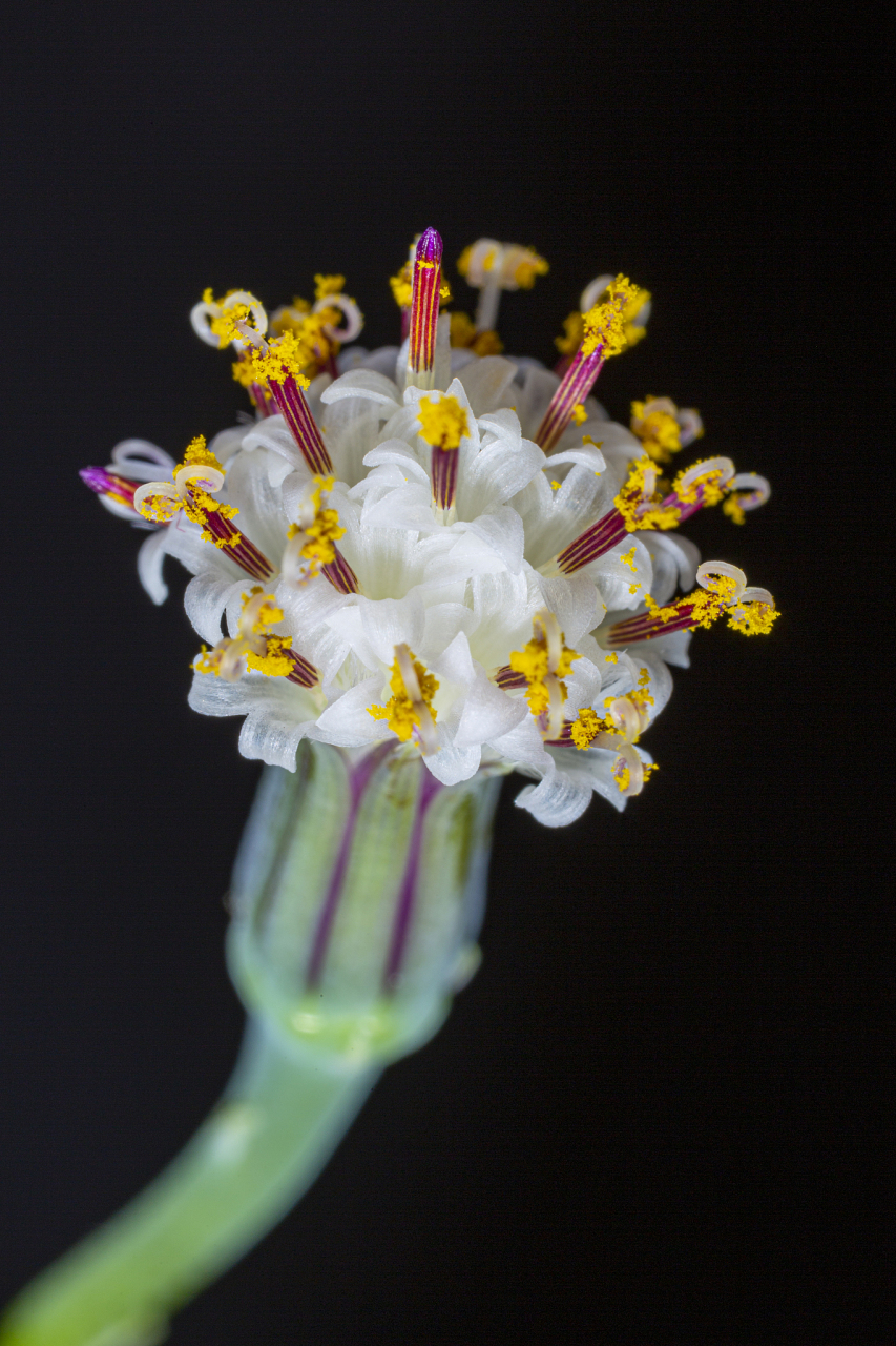 以下是关于天鹅绒花的详细养殖方法和注意事项:  11566 **土壤