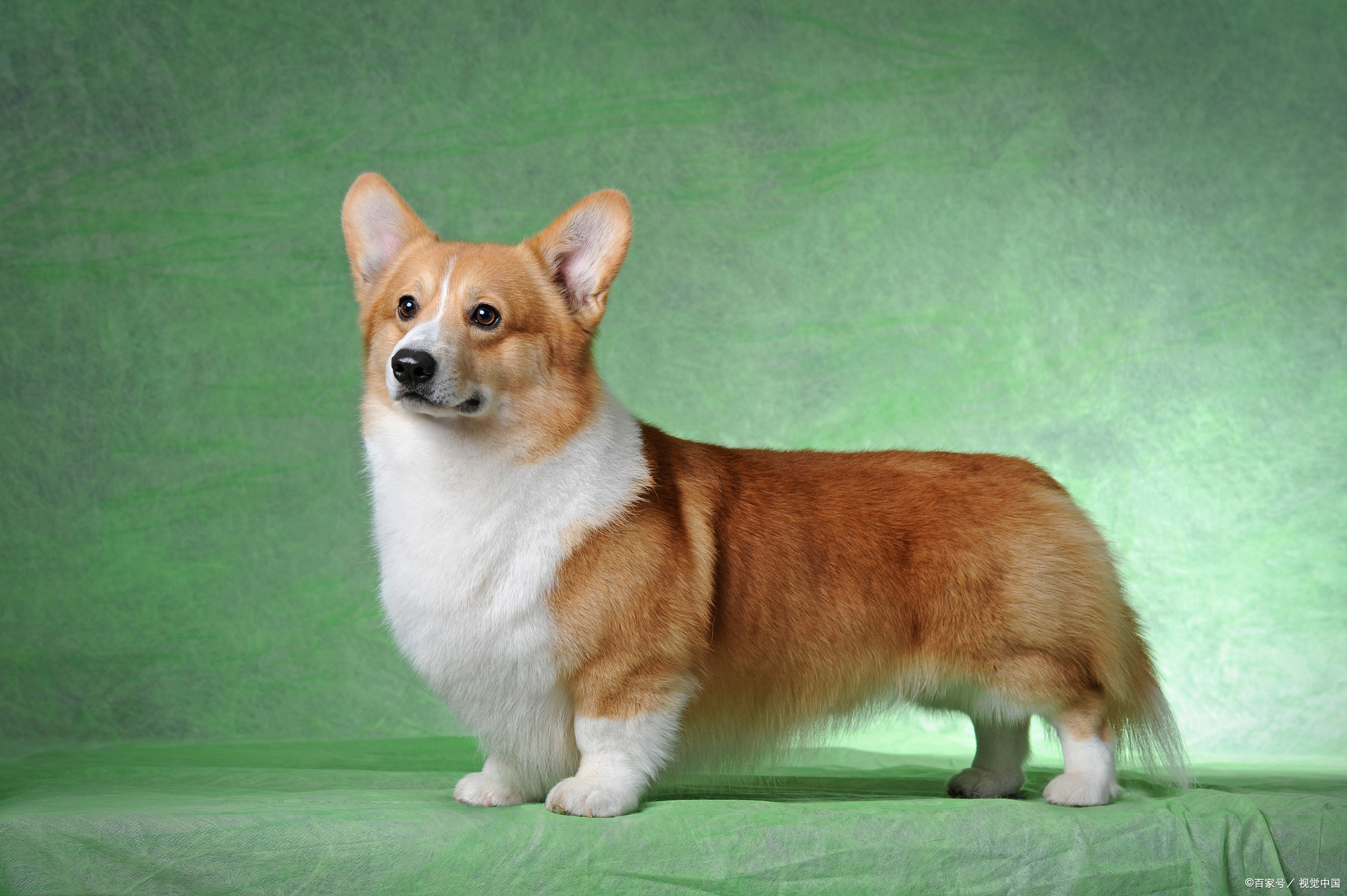 柯基适合和小孩一起生活吗?