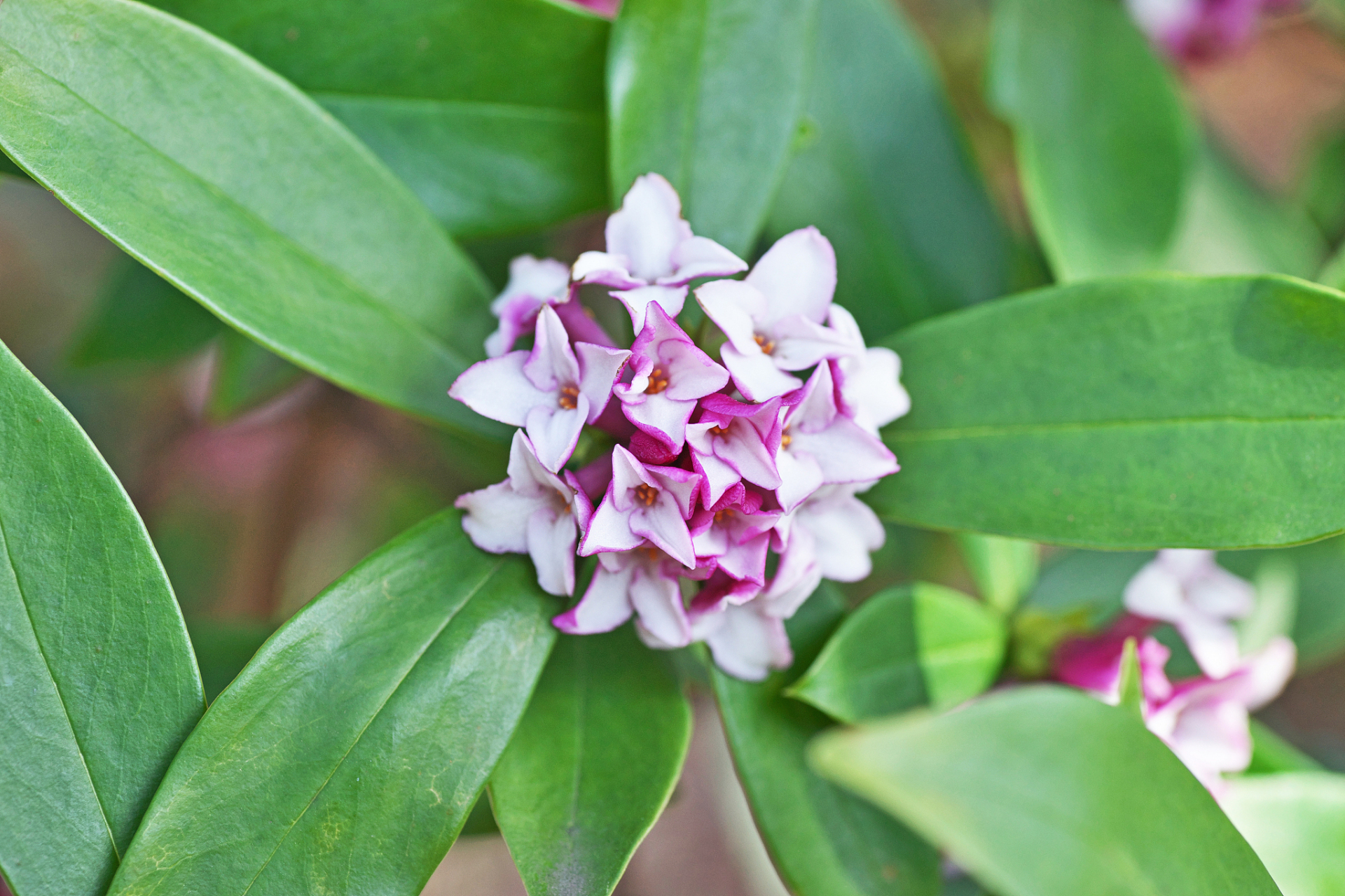 今天我要给大家介绍的就是一种叫做金边瑞香花的盆栽植物,它可不是