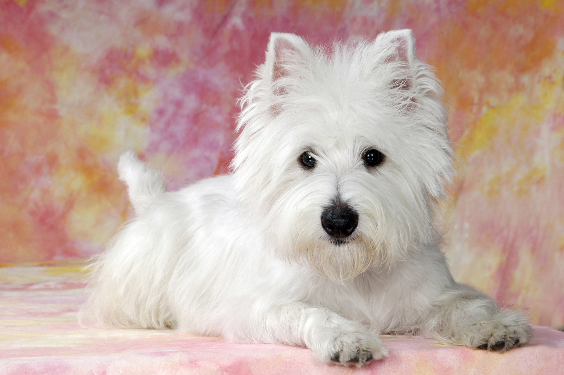 西高地白梗#毛色纯白,是一种典型的梗类犬.