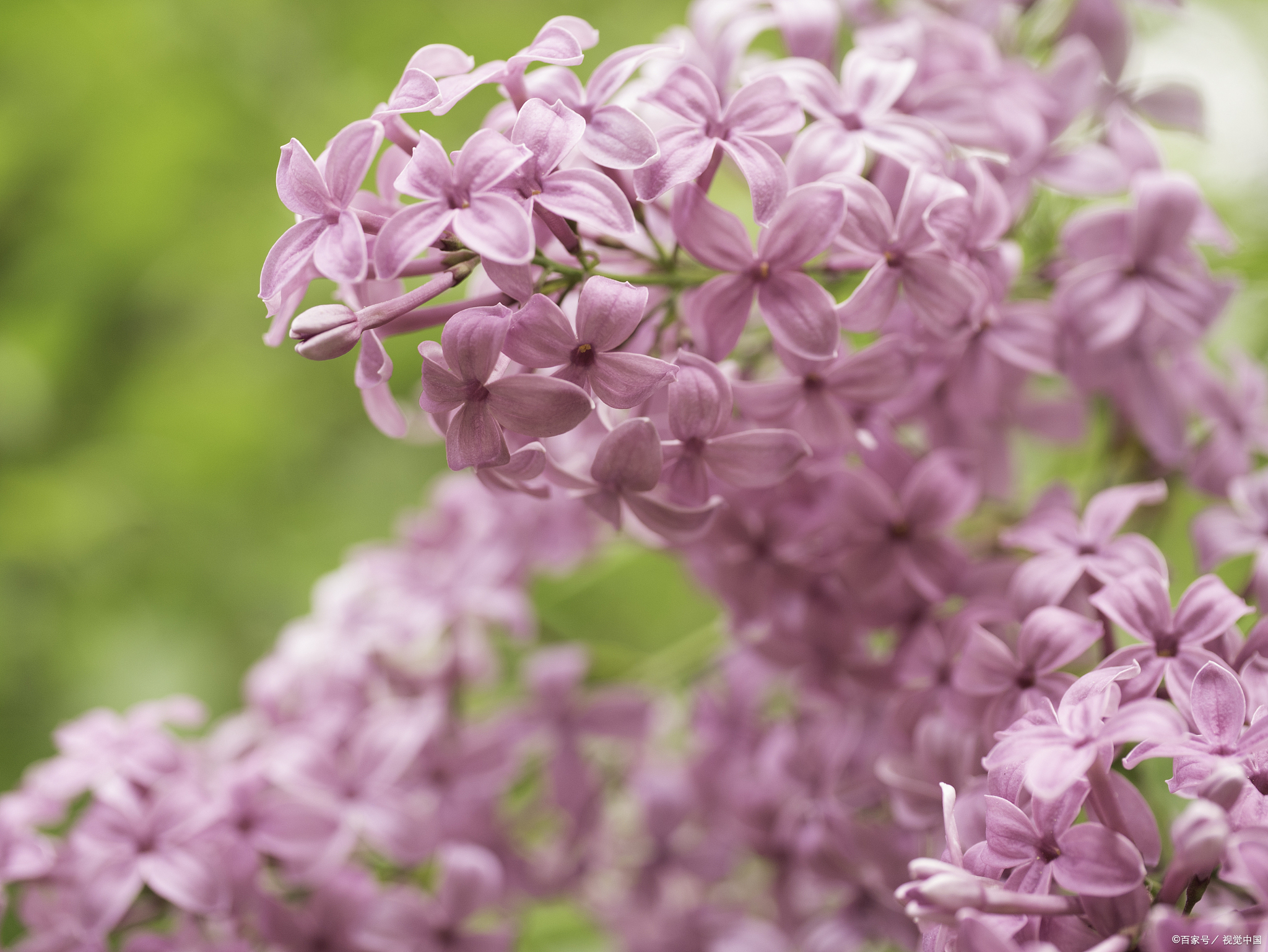 一些丁香花的养殖方法