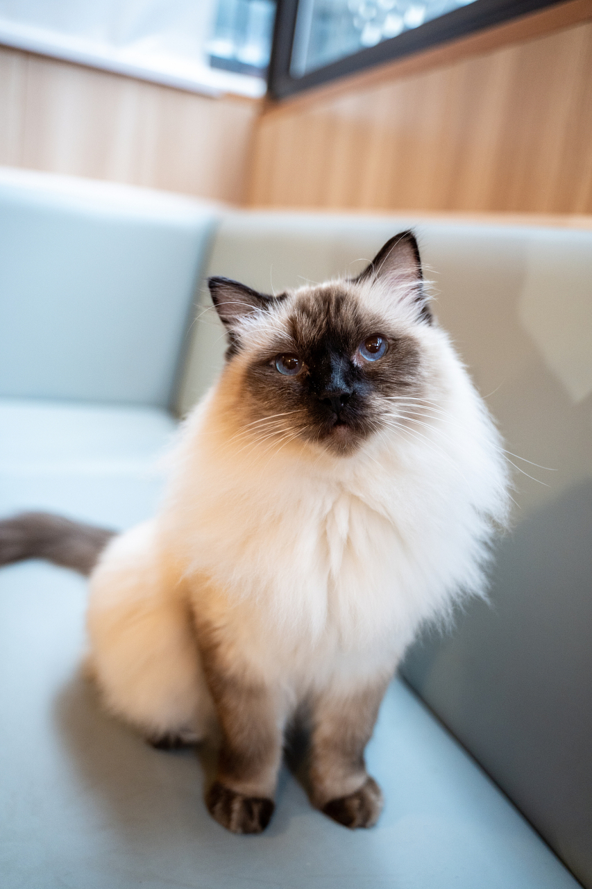 缅甸猫多少钱一只?缅甸猫品种有哪些?