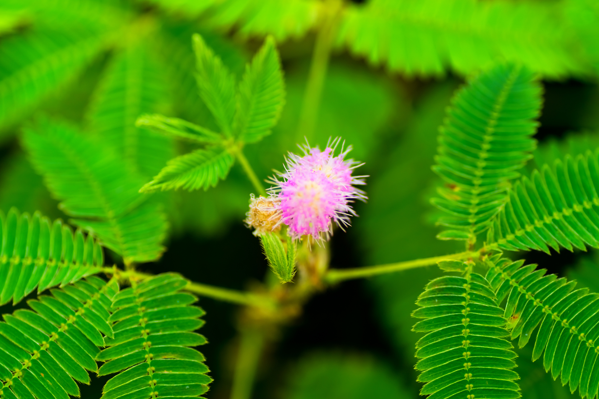 商家:你买的是我家最不要脸的一盆.[笑哭]
