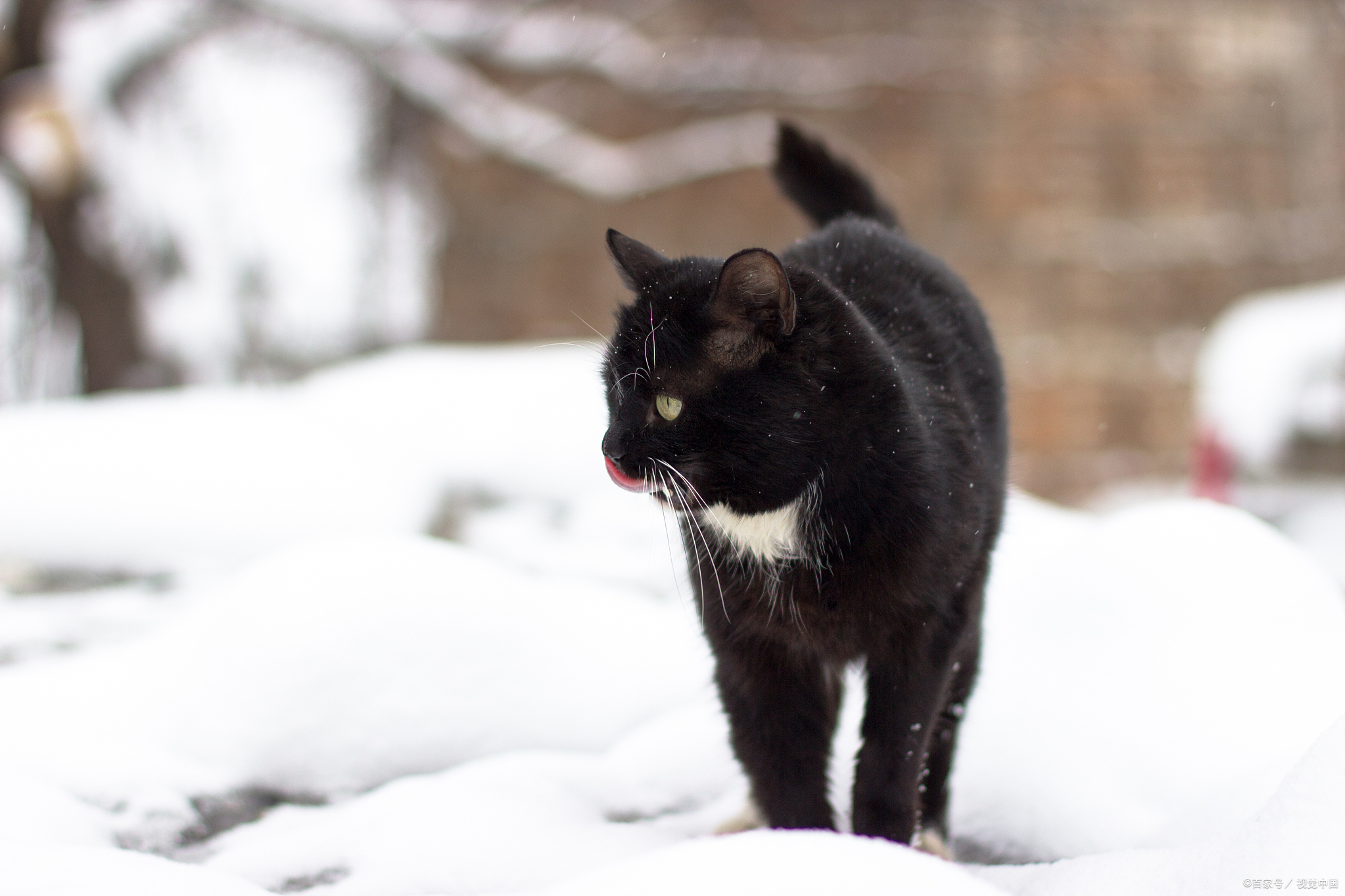 四蹄踏雪猫多少钱图片