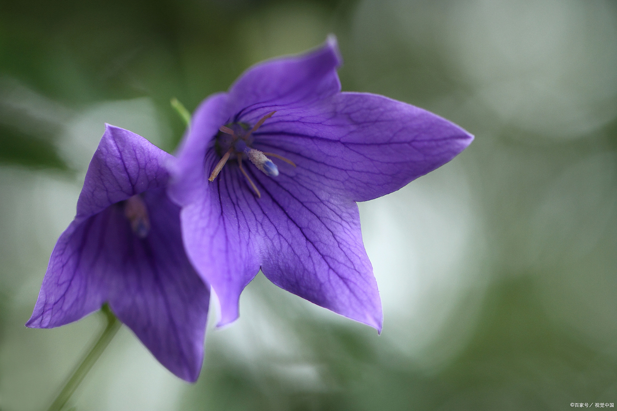 吉梗花的花语是什么意思
