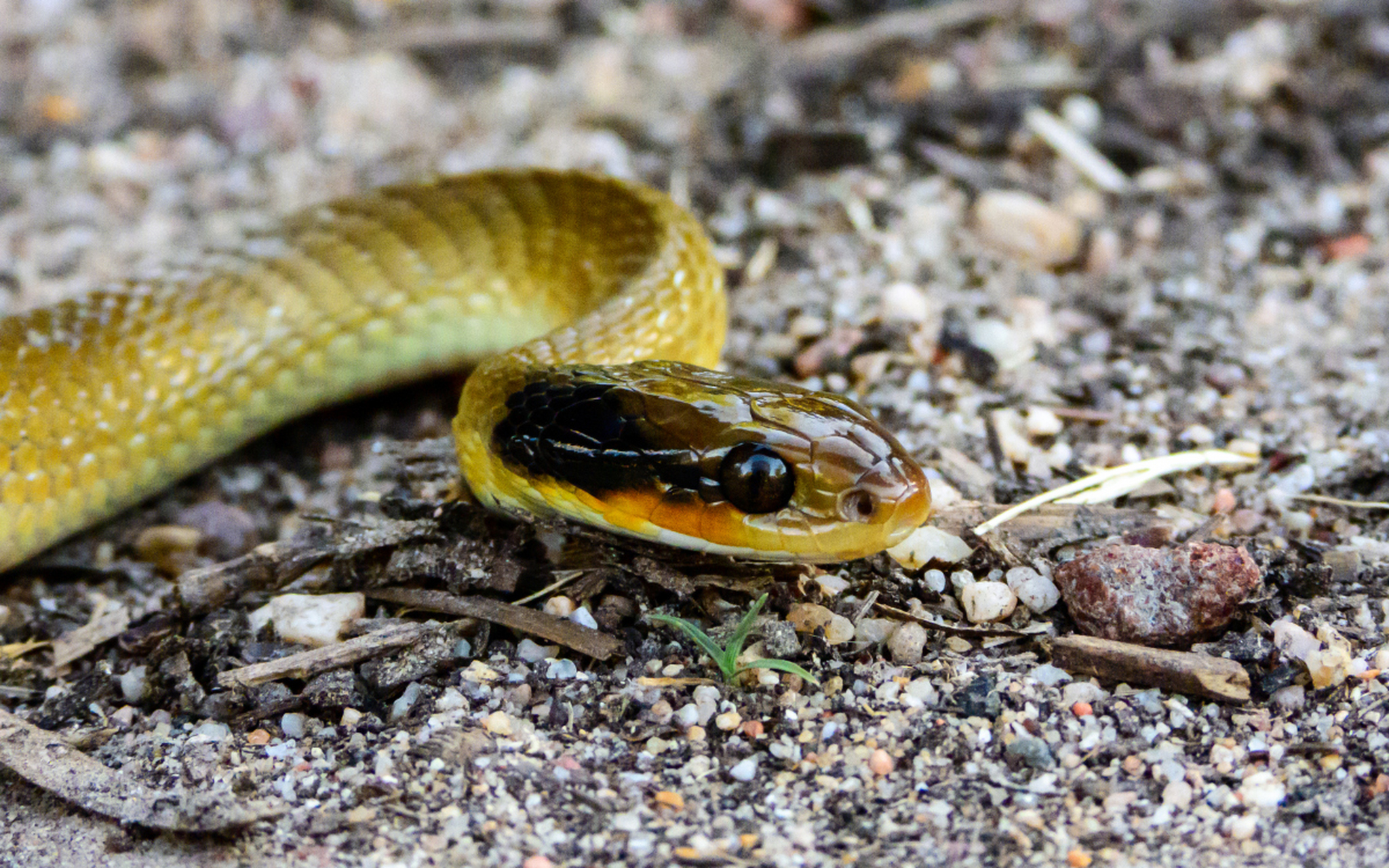 绿水蚺长相很好看,算是比较漂亮的蛇.