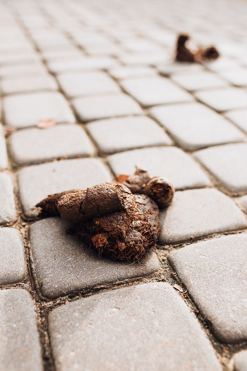 出门踩了一坨狗屎,谁家的狗啊随地大小便,这心情直线下降.