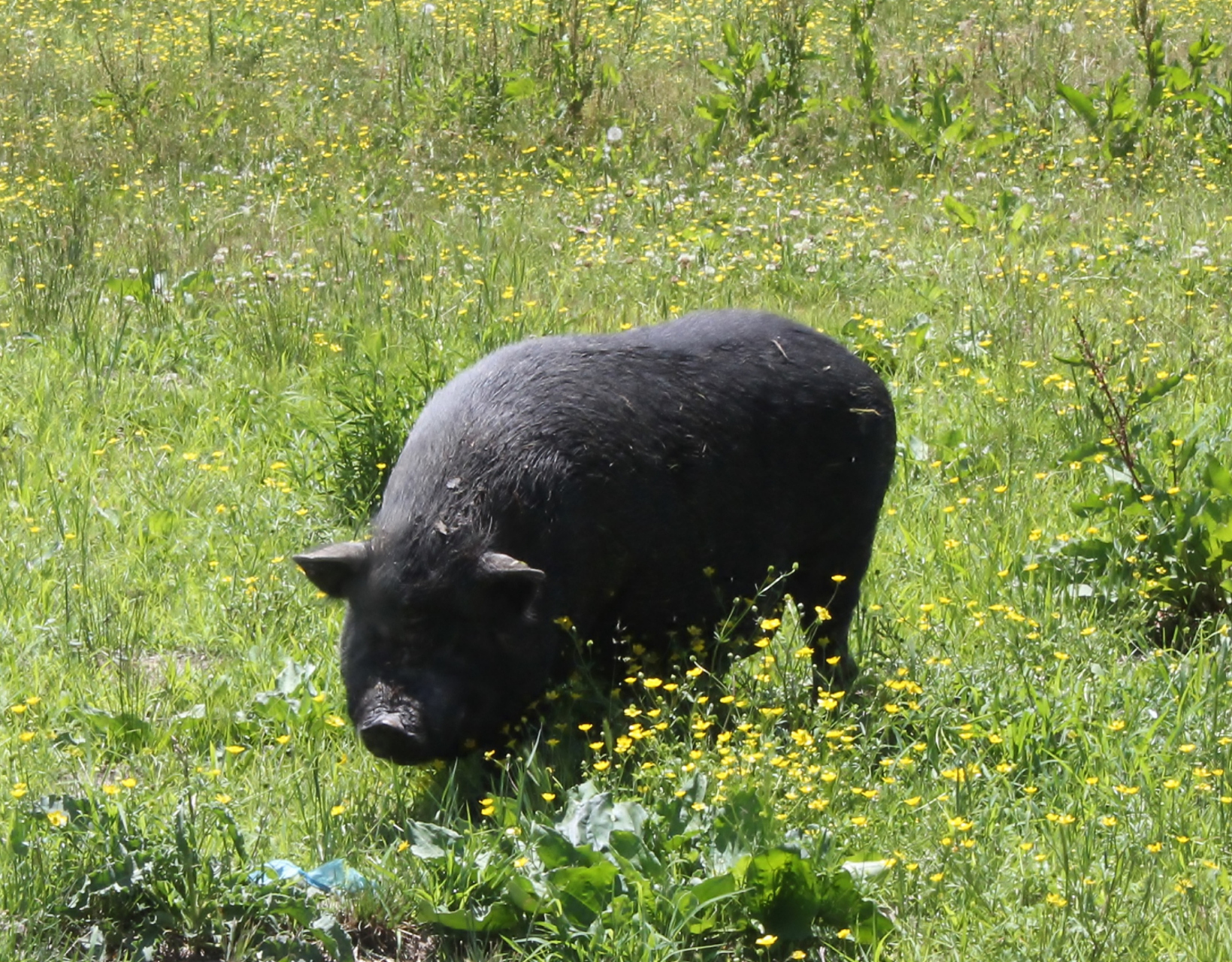 中年吃货篇-绿色食材之跑山黑毛土猪肉  绿色有机跑
