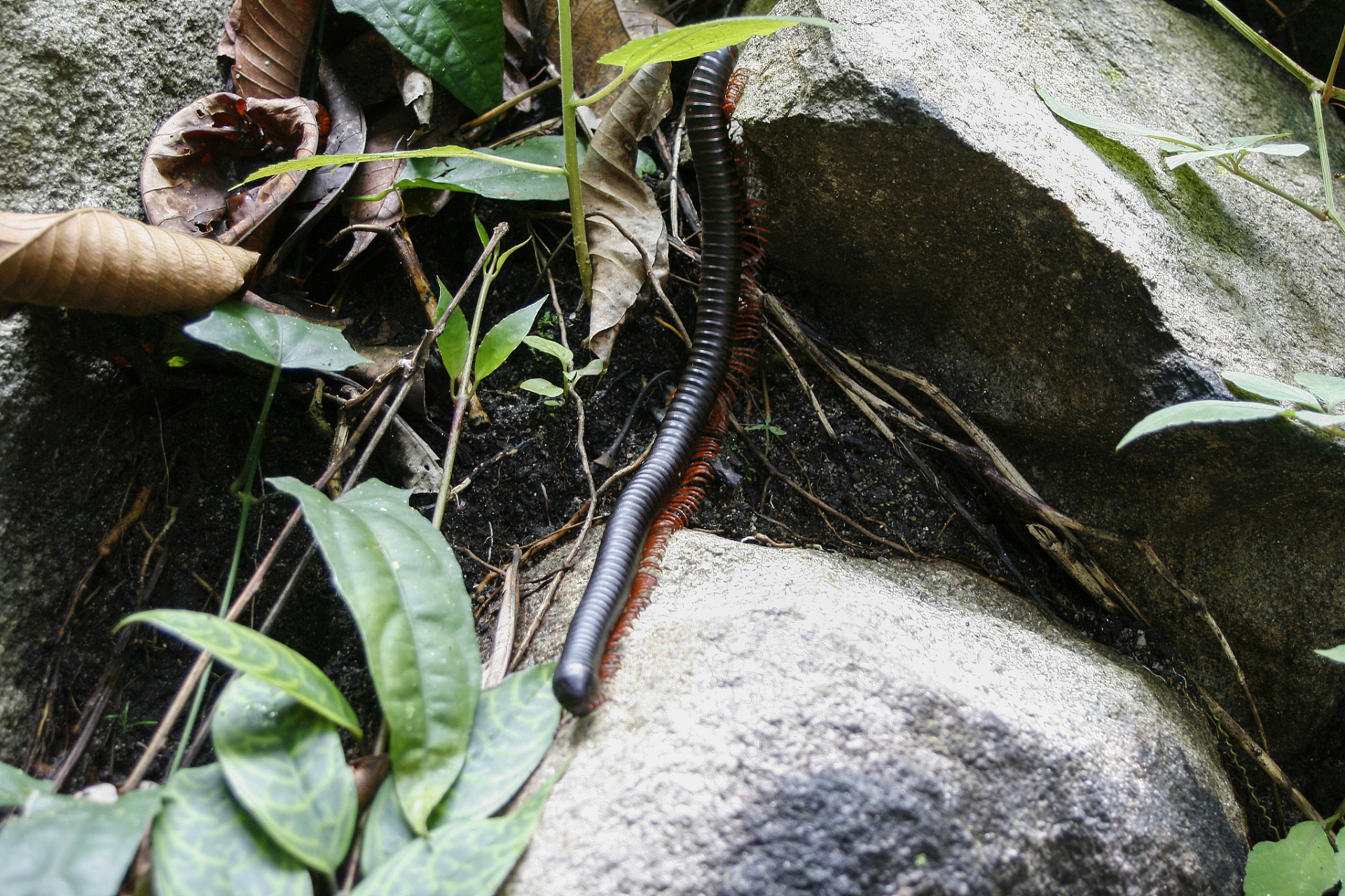 水蛭高密度养殖是支持水蛭疗法发展的重要基础,需重视