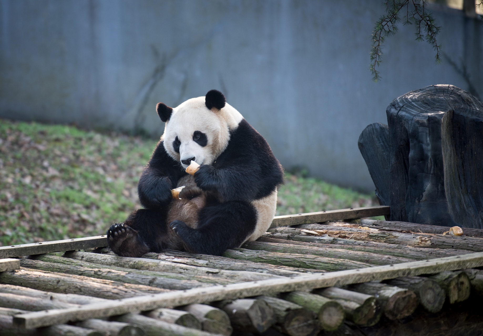ai亚来杭州# 在杭州动物园的大熊猫馆里,它们还有一间专门的治疗乙.