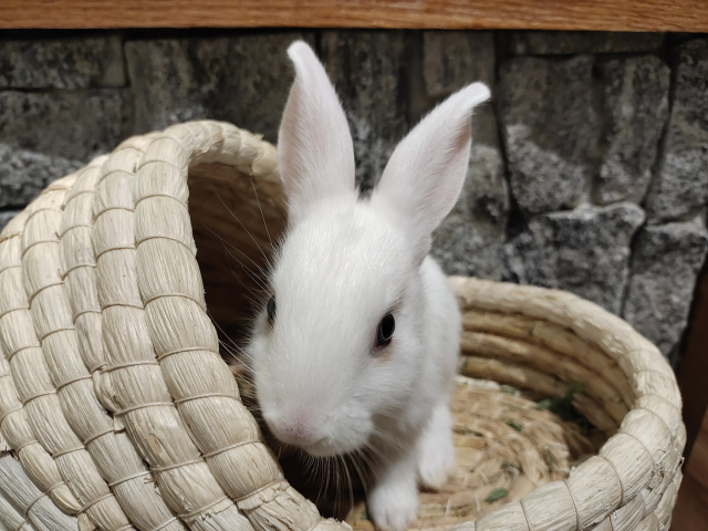 1963年4月出生是什么星座阴历农历1963年四月出生的属兔什么命