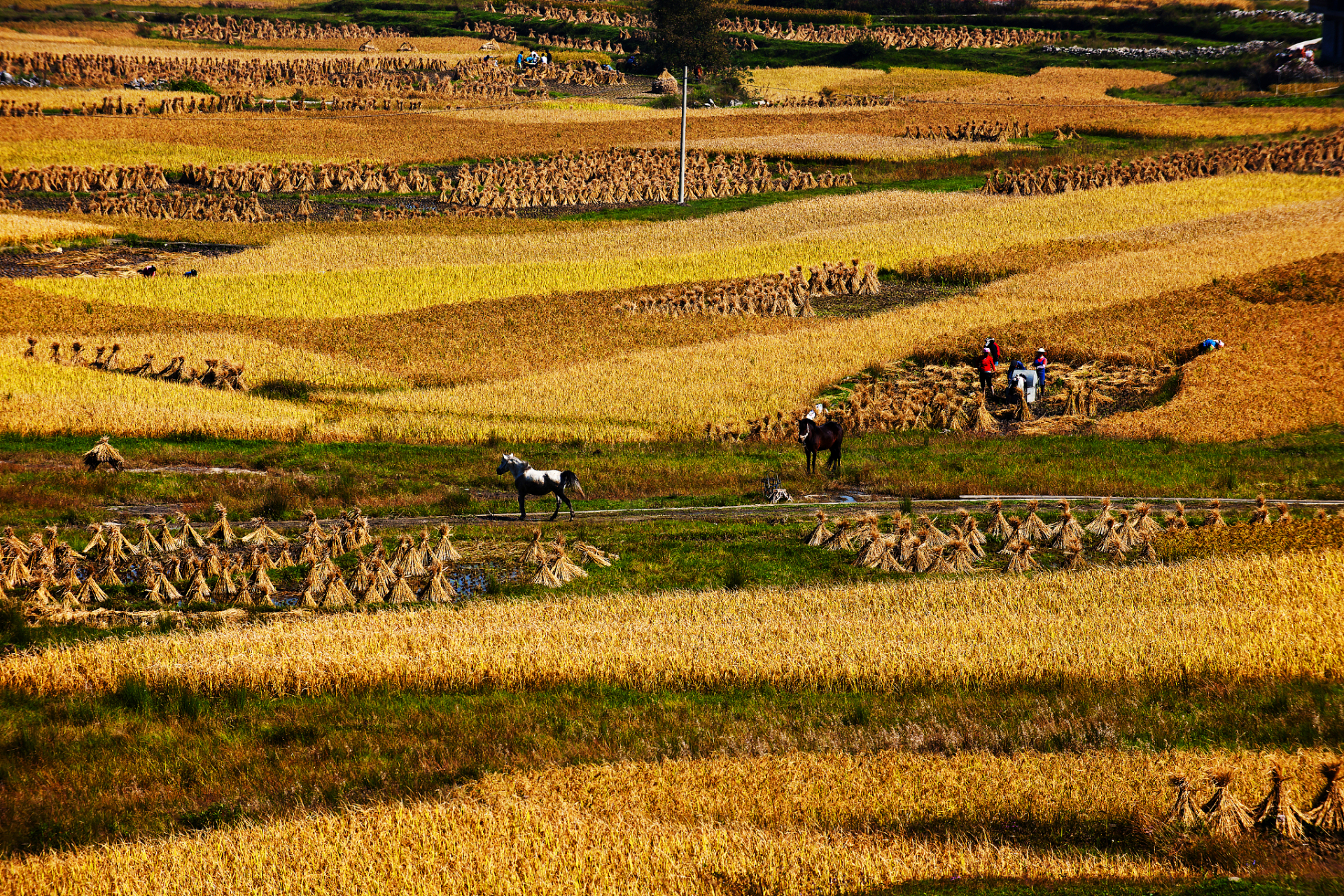 站在秋天的田野上,耳畔飘来的是丰收的赞歌,眼前展现的是一幅幅
