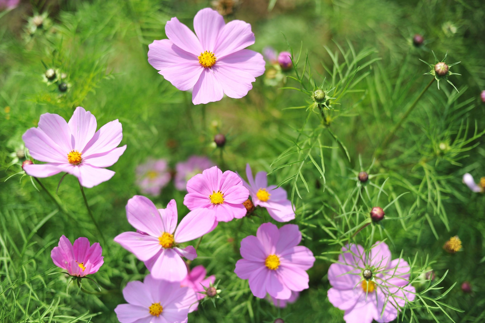 波斯菊# #花语# 波斯菊花语象征着少女真实的心,神秘,高洁,初恋,子缮
