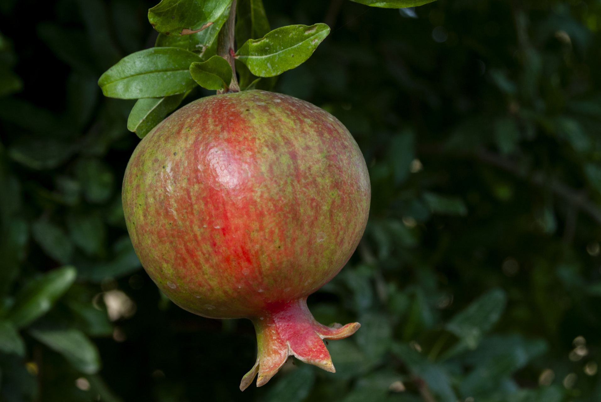 石榴是一种营养丰富,口感鲜美的水果,具有较高的观赏价值和经济价值.