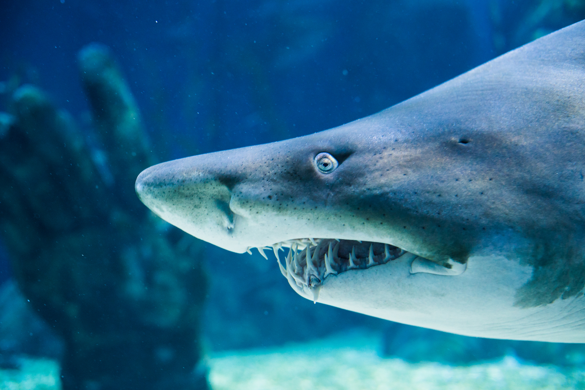 最大个体可大18米,巨齿鲨的身体圆滚滚的,体重在27-59吨之间,但有专家