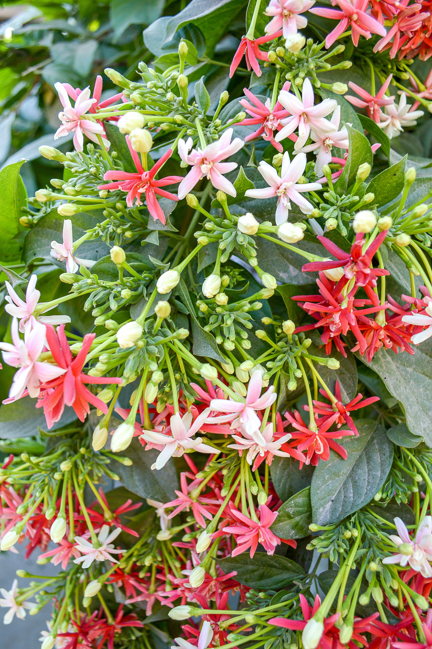 摘要: 指甲花以其细小华丽的花朵和独特的果实传播方式而闻名.