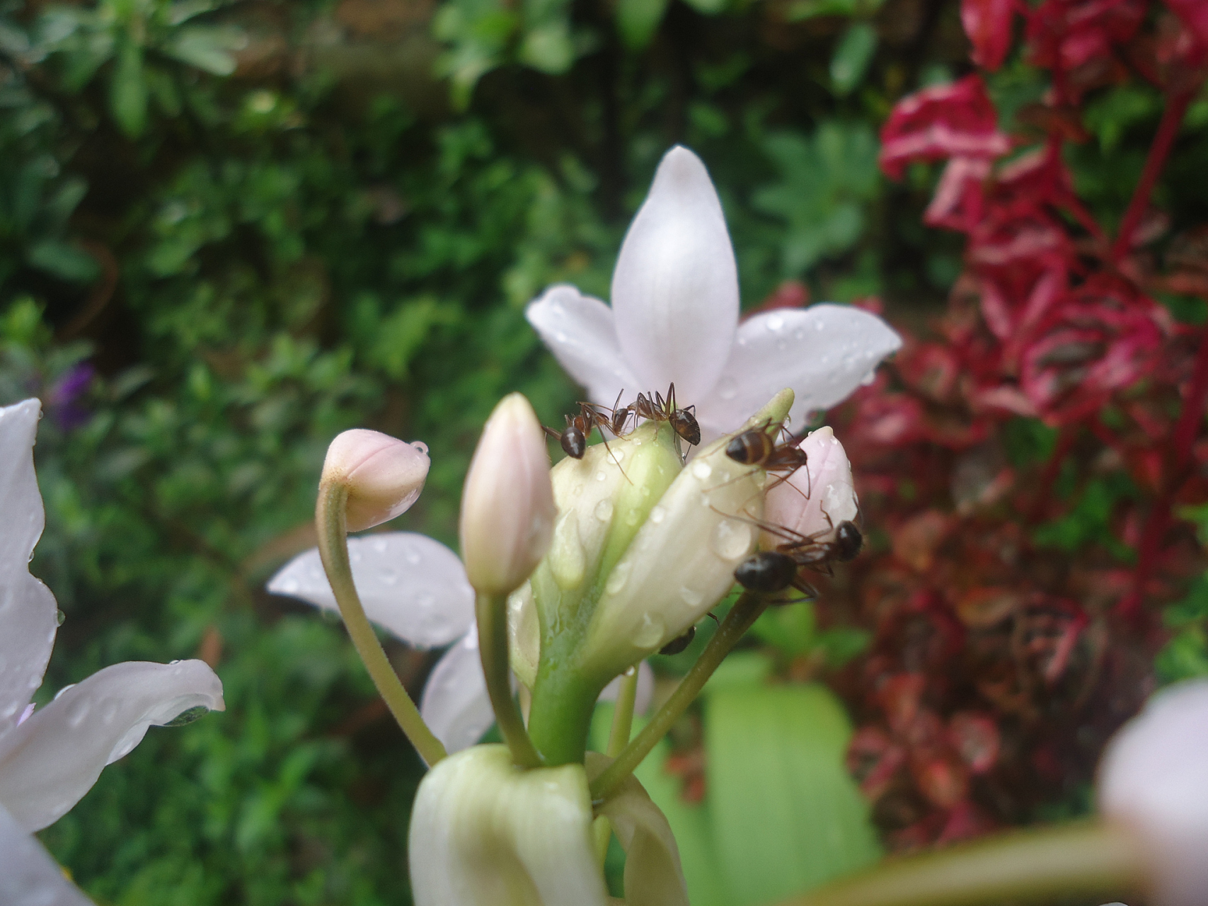 鸽兰因其花的外观像一只飞行中的鸽子而得名.