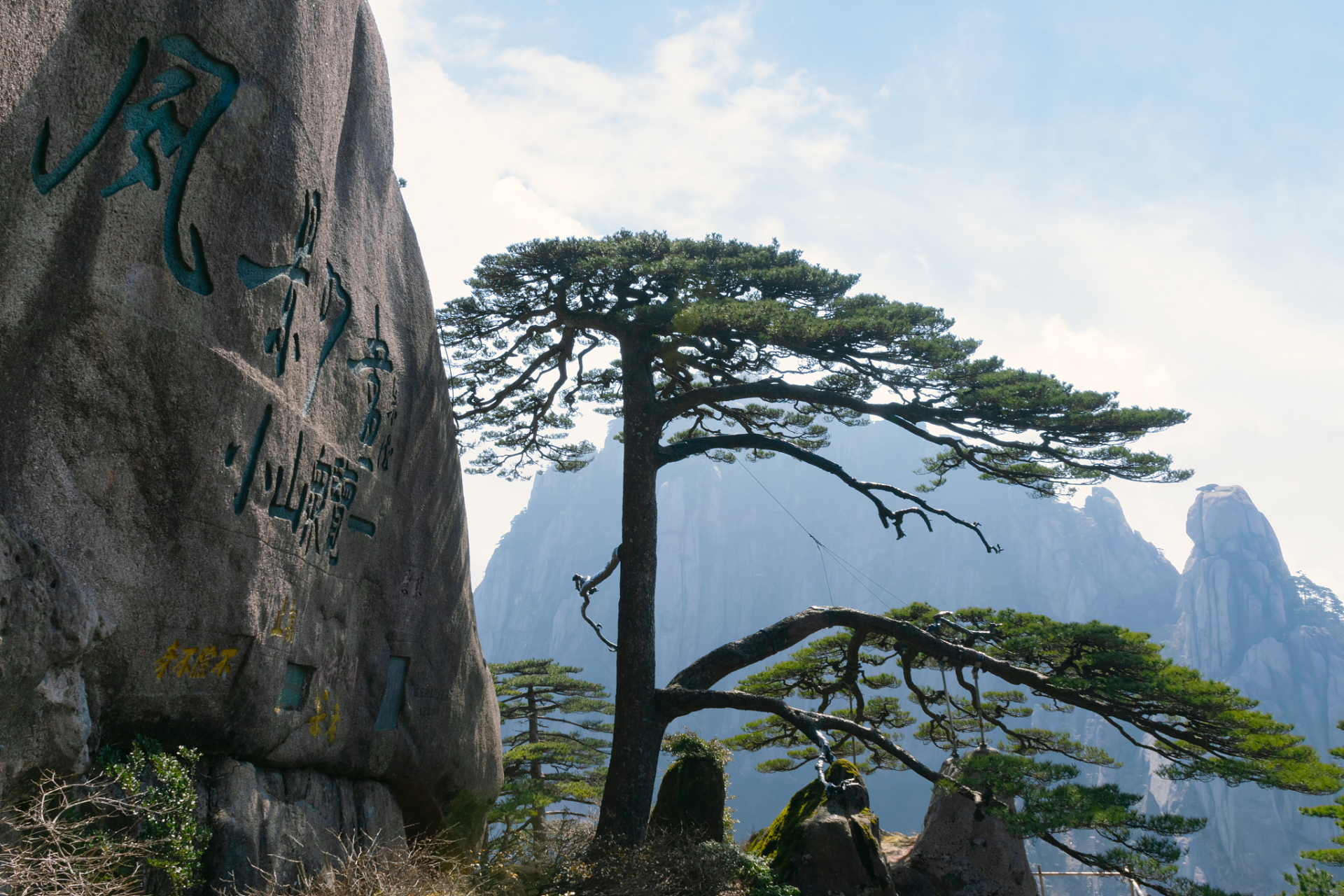 这些坚毅的松树多生长在海拔800米以上的峻峰沟壑之地,它们不畏寒冷