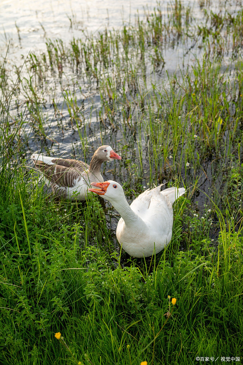 鹅是典型的草食性家禽,其采食习性兼具广谱性与选择性