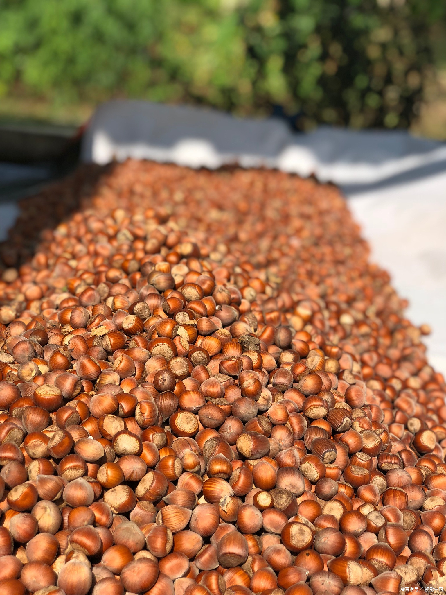 冬季失眠睡不着,家中常备这个中成药