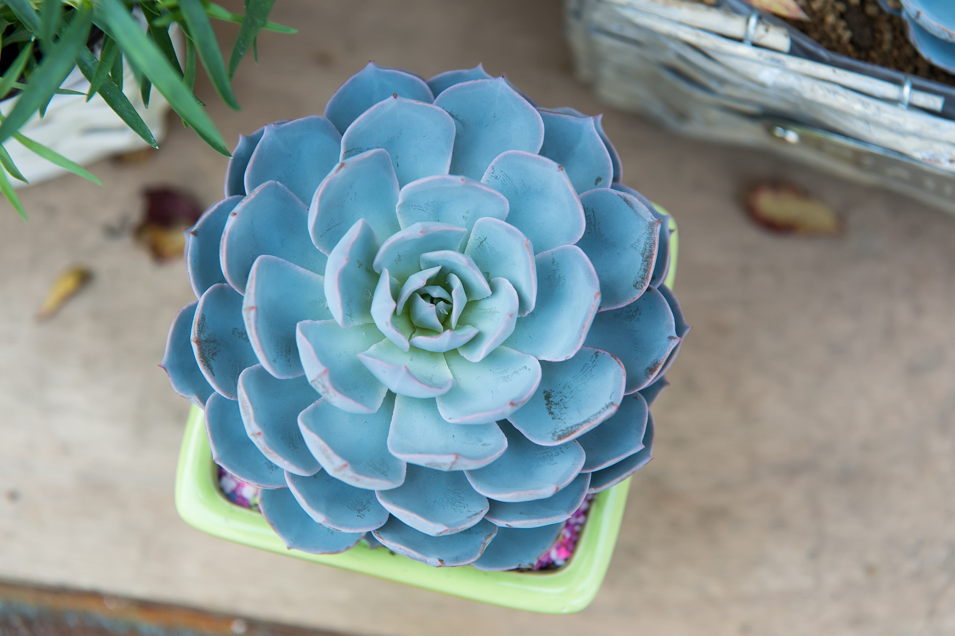 多肉初认识——蓝石莲 蓝石莲是景天科拟石莲花属