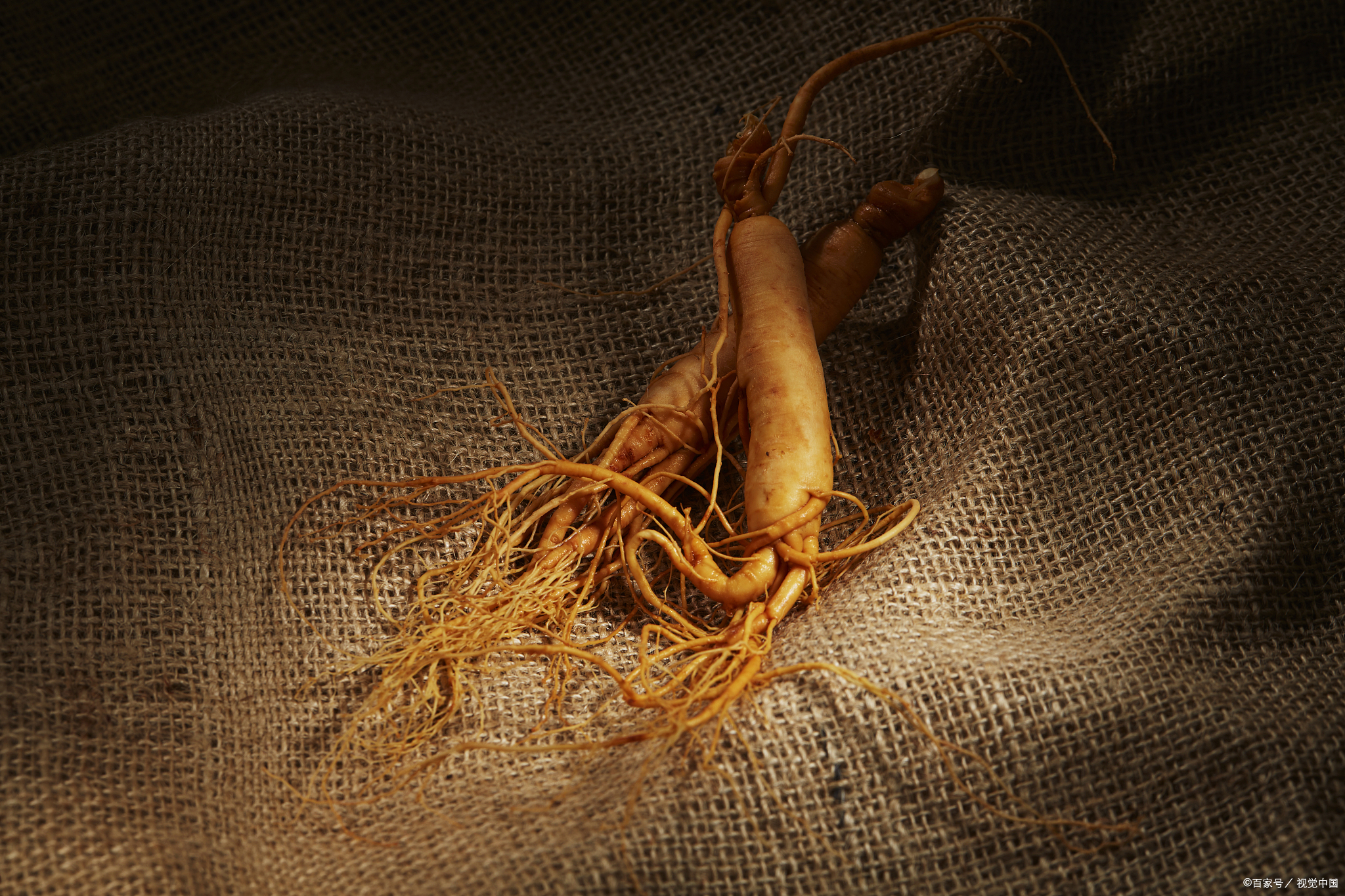 稀奇!山东农妇用20年的干人参泡酒,开了"人参花"半年没凋谢