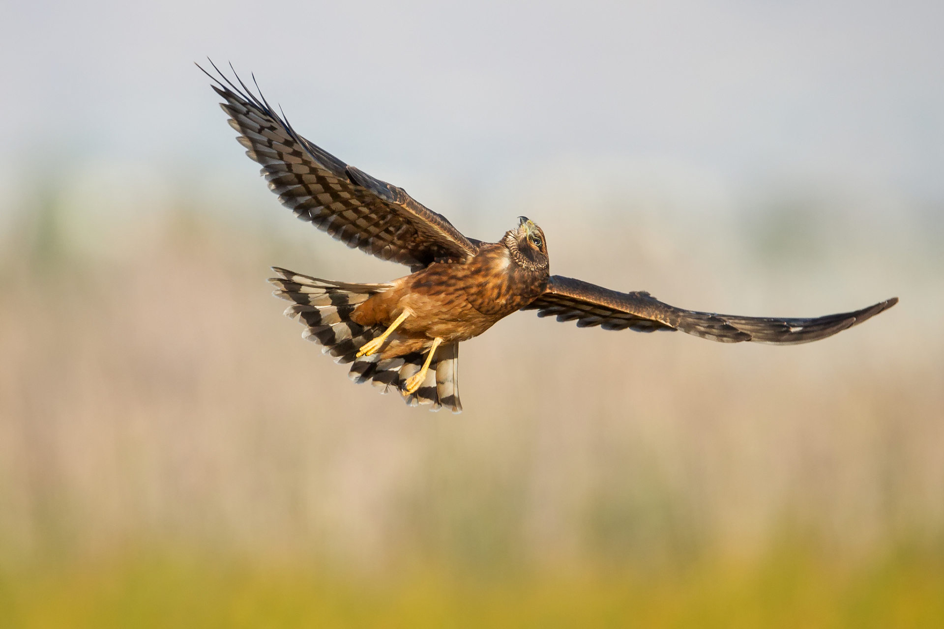鹞,隼,鹰是猛禽世界的三大代表,各有独特的外貌特征和生存智慧.