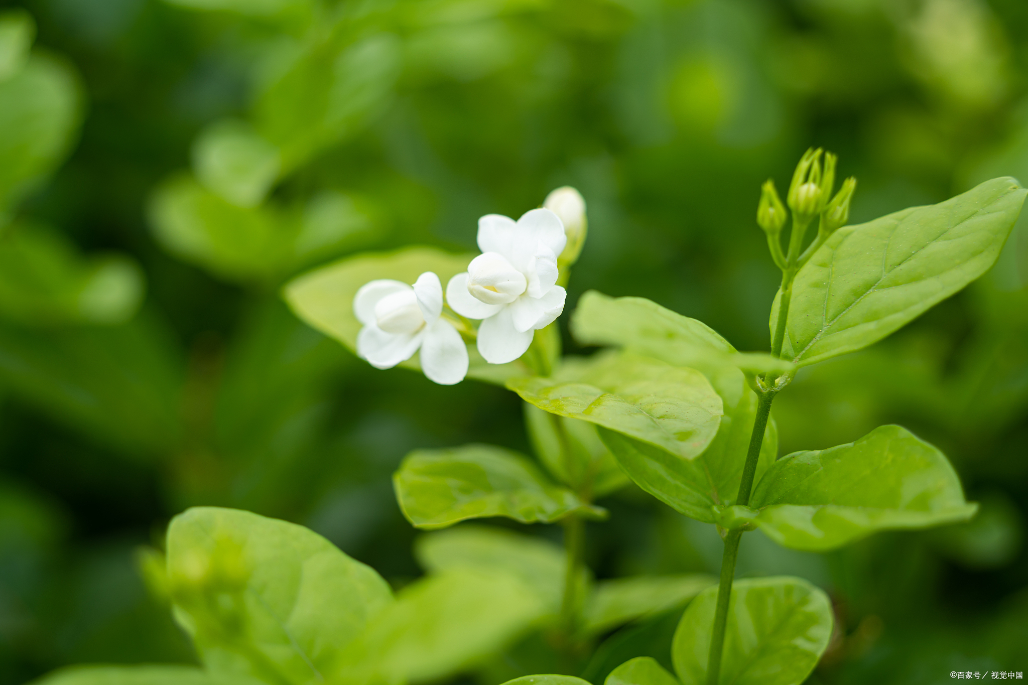 茉莉花长什么样背景图片