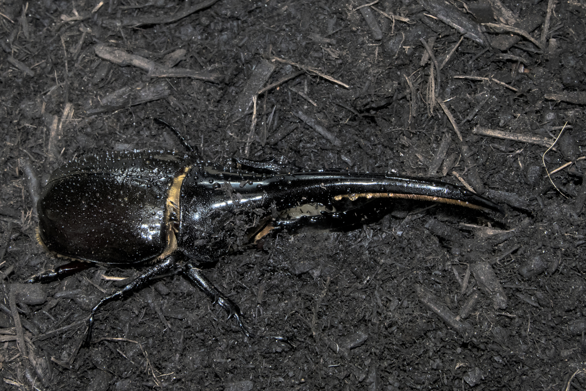 想知道如何有效驱除黑色硬壳虫吗?