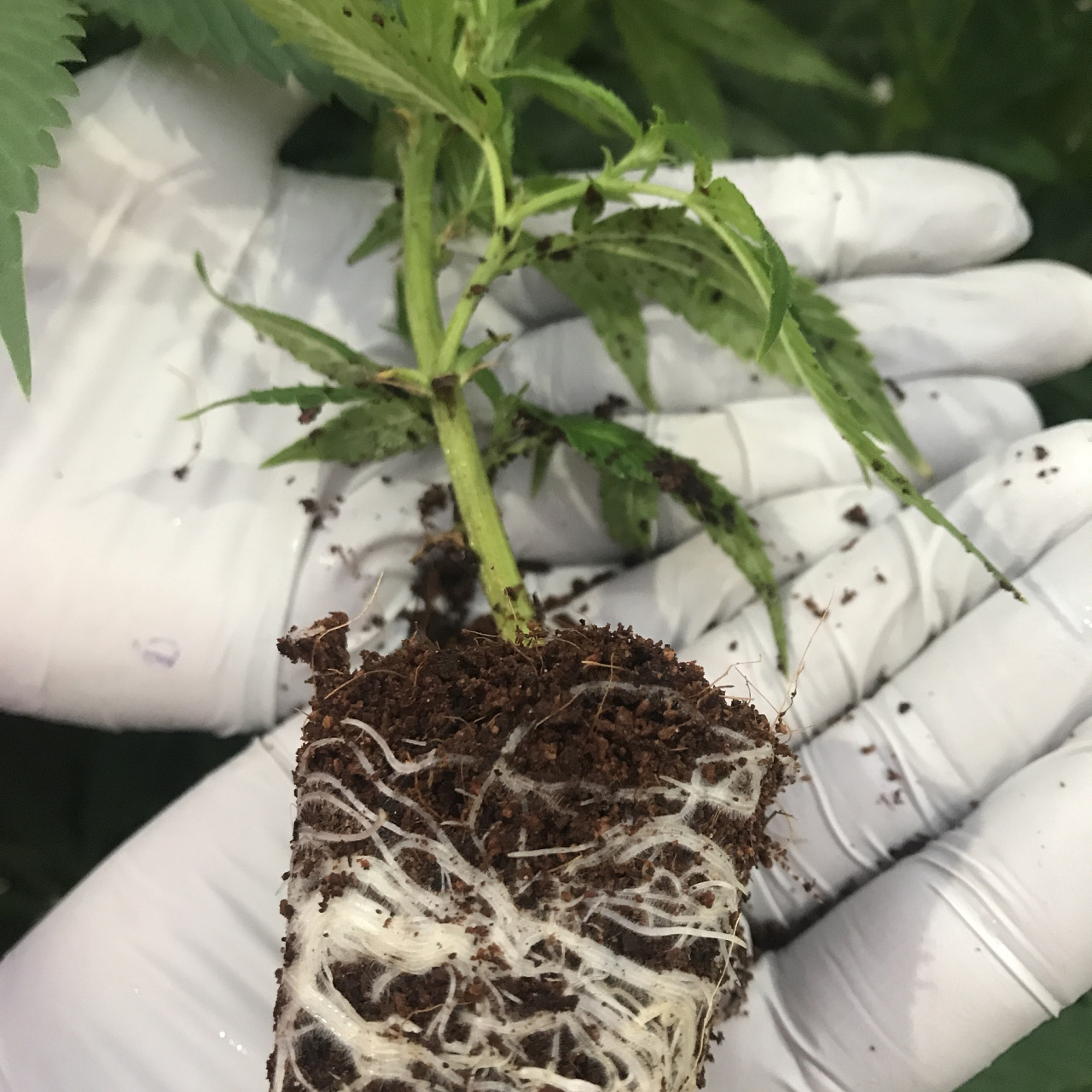 肥料烧根是常见问题,由于过量或高浓度化肥接触植物根部引起,导致根部
