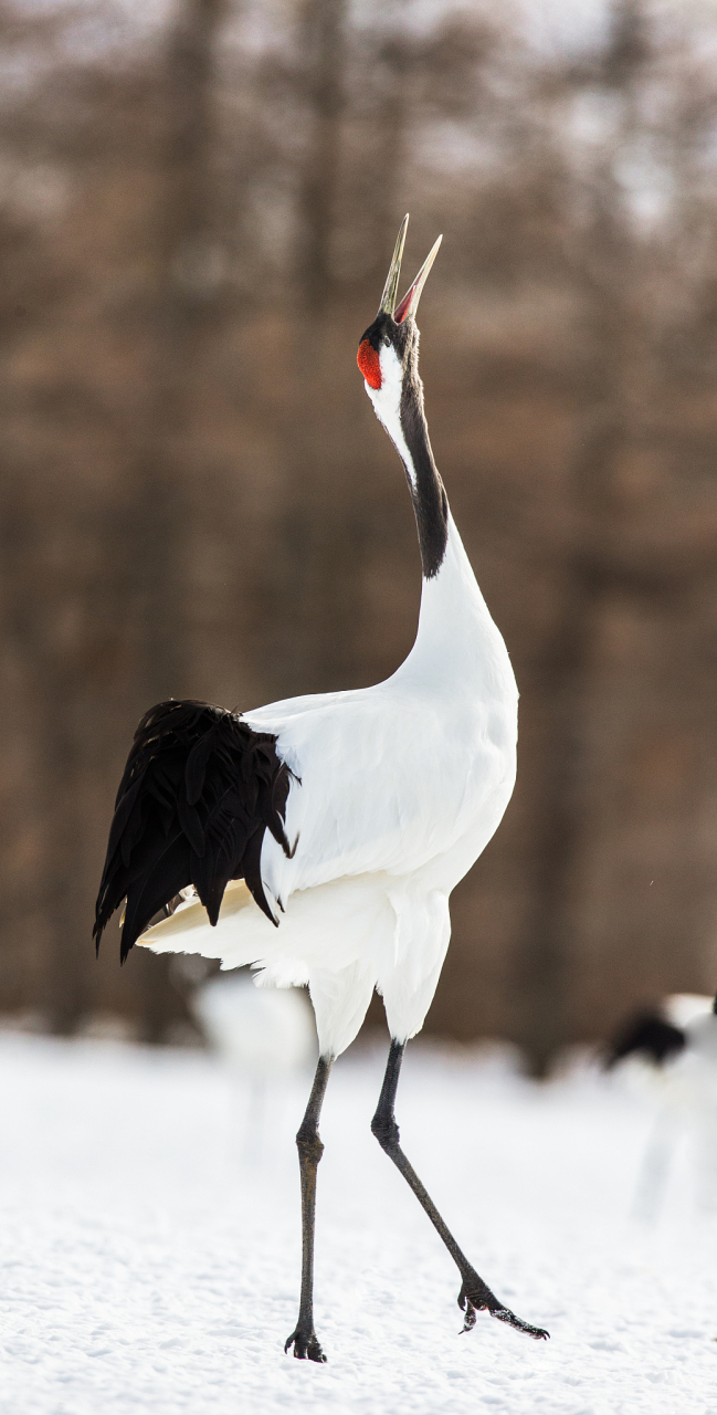 夏日闪光旅行家# 齐齐哈尔鹤文化节,是以鹤为主题的文化节庆活动.