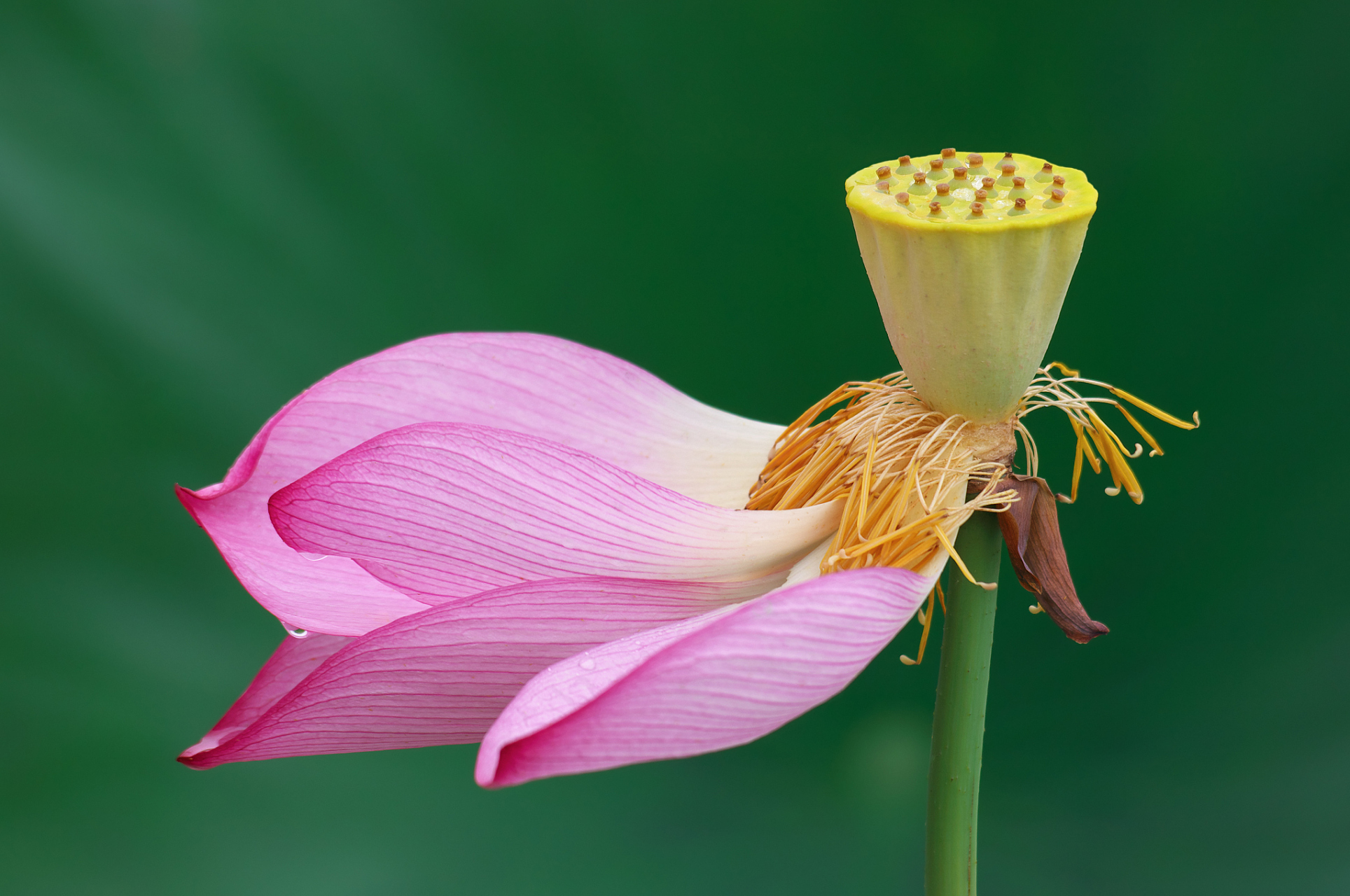 红楼梦#  香菱做诗,不是为了附庸风雅逢场作戏,而是为了回归生命的
