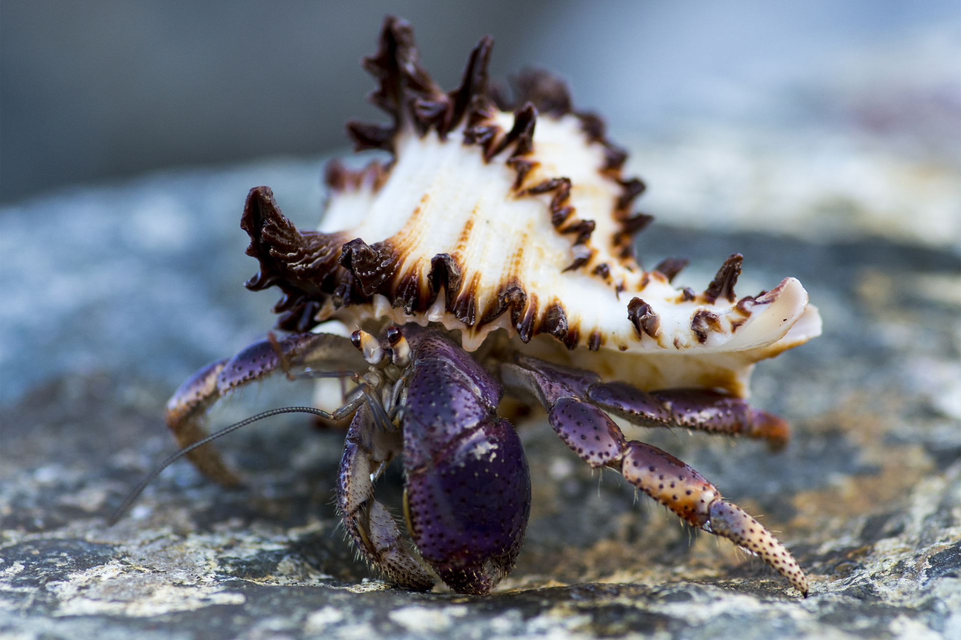 寄居蟹广泛分布于潮间带和陆地空壳中,喜潮湿环境,食杂食,会经历多次