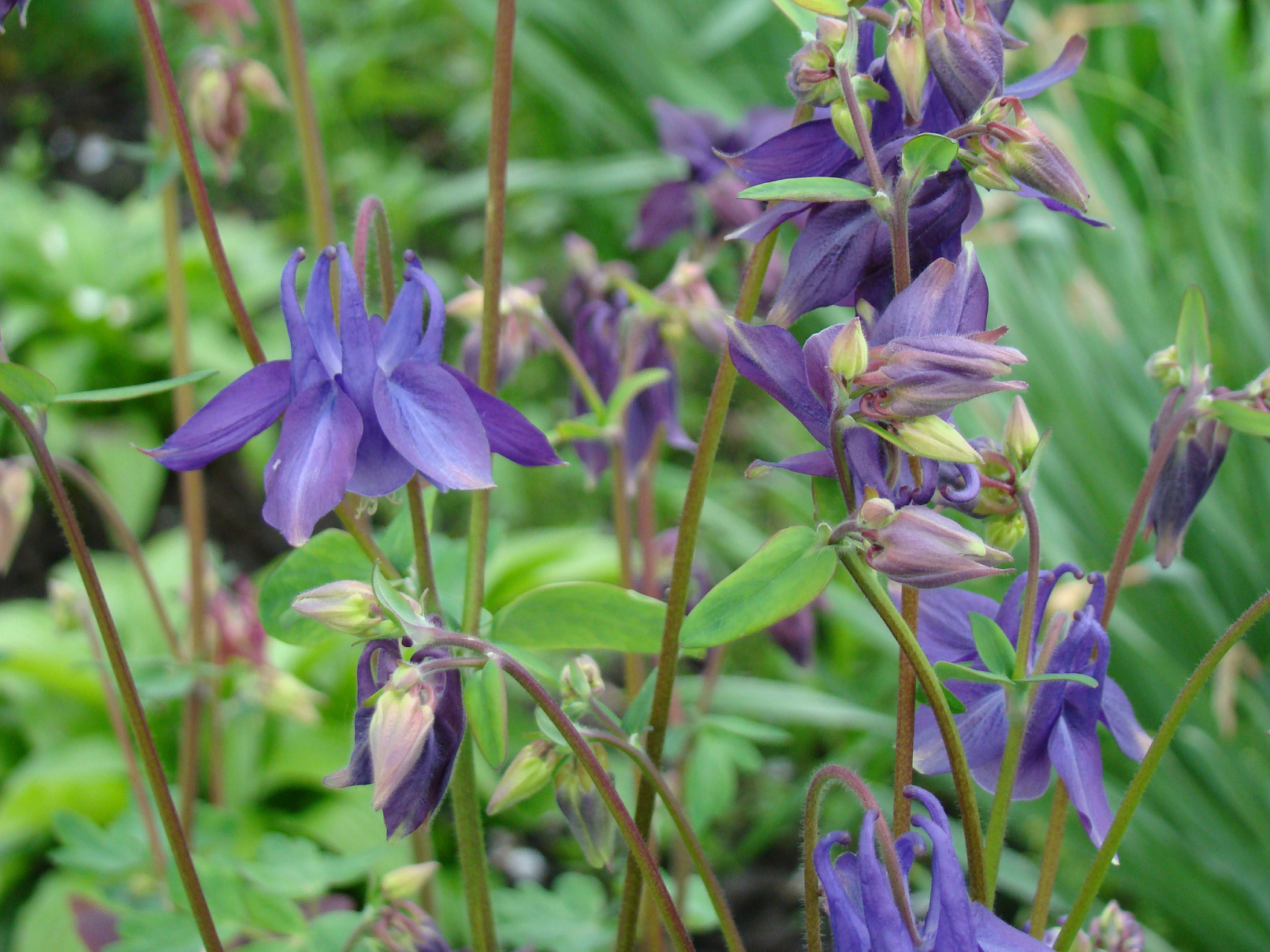 中药兰花参,味甘,微苦,性平.入心,脾二经,甘入脾,苦入心.